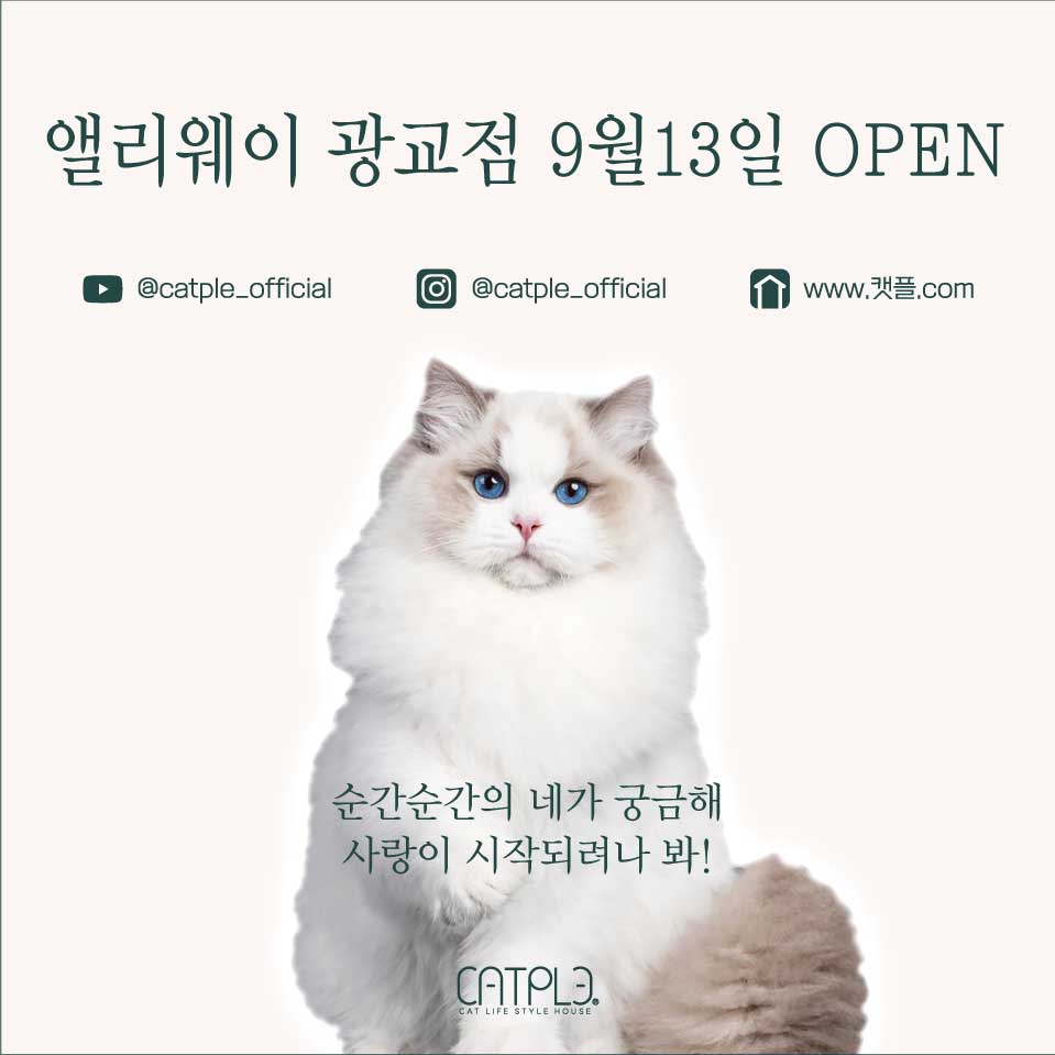 캣플헤븐 앨리웨이 광교점