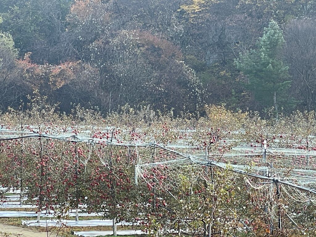 하주사과농원