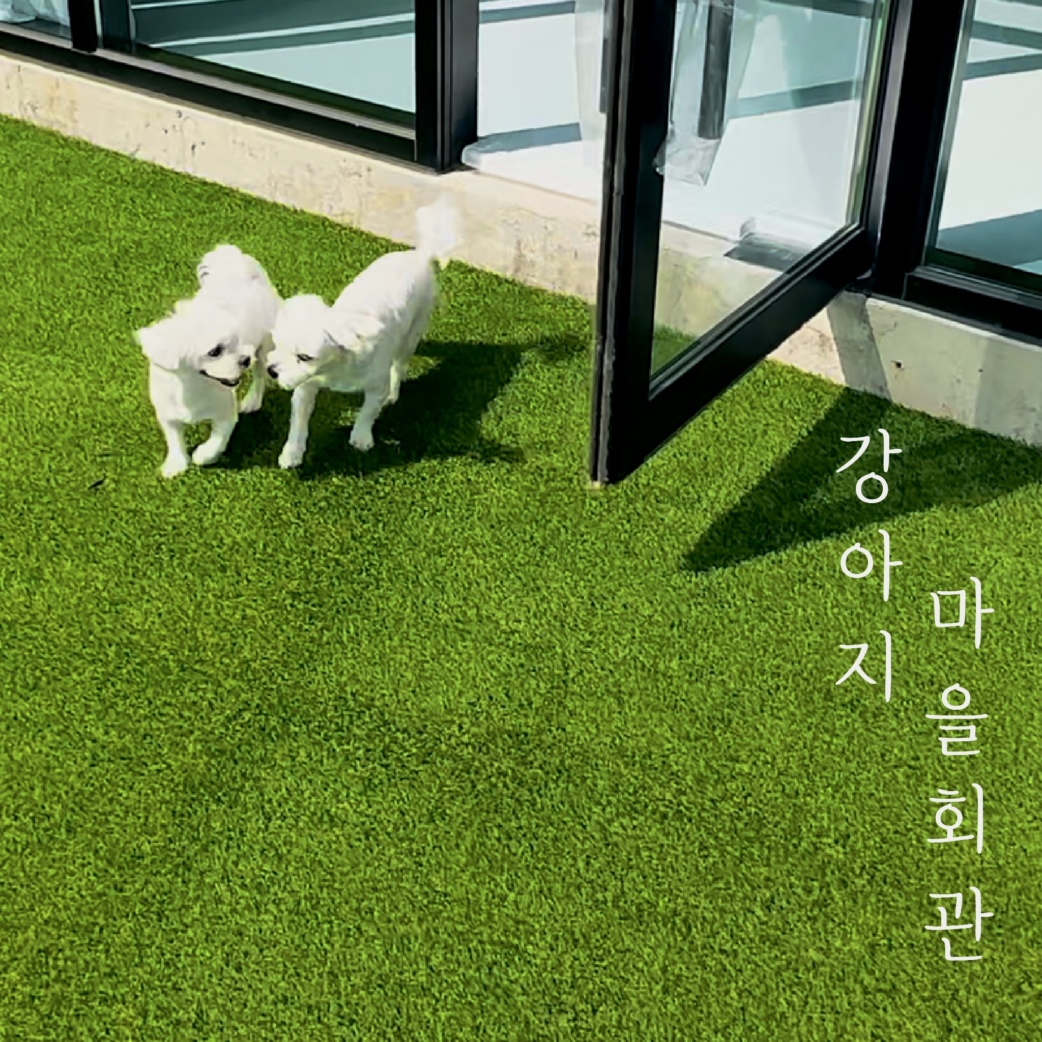 강아지 마을회관 애견유치원&애견호텔