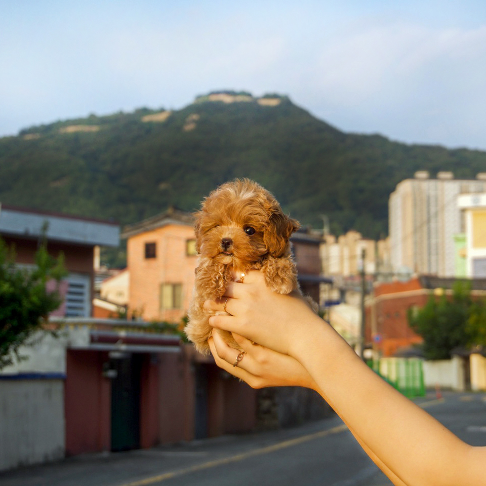 김해 도그하우스 대표 이미지