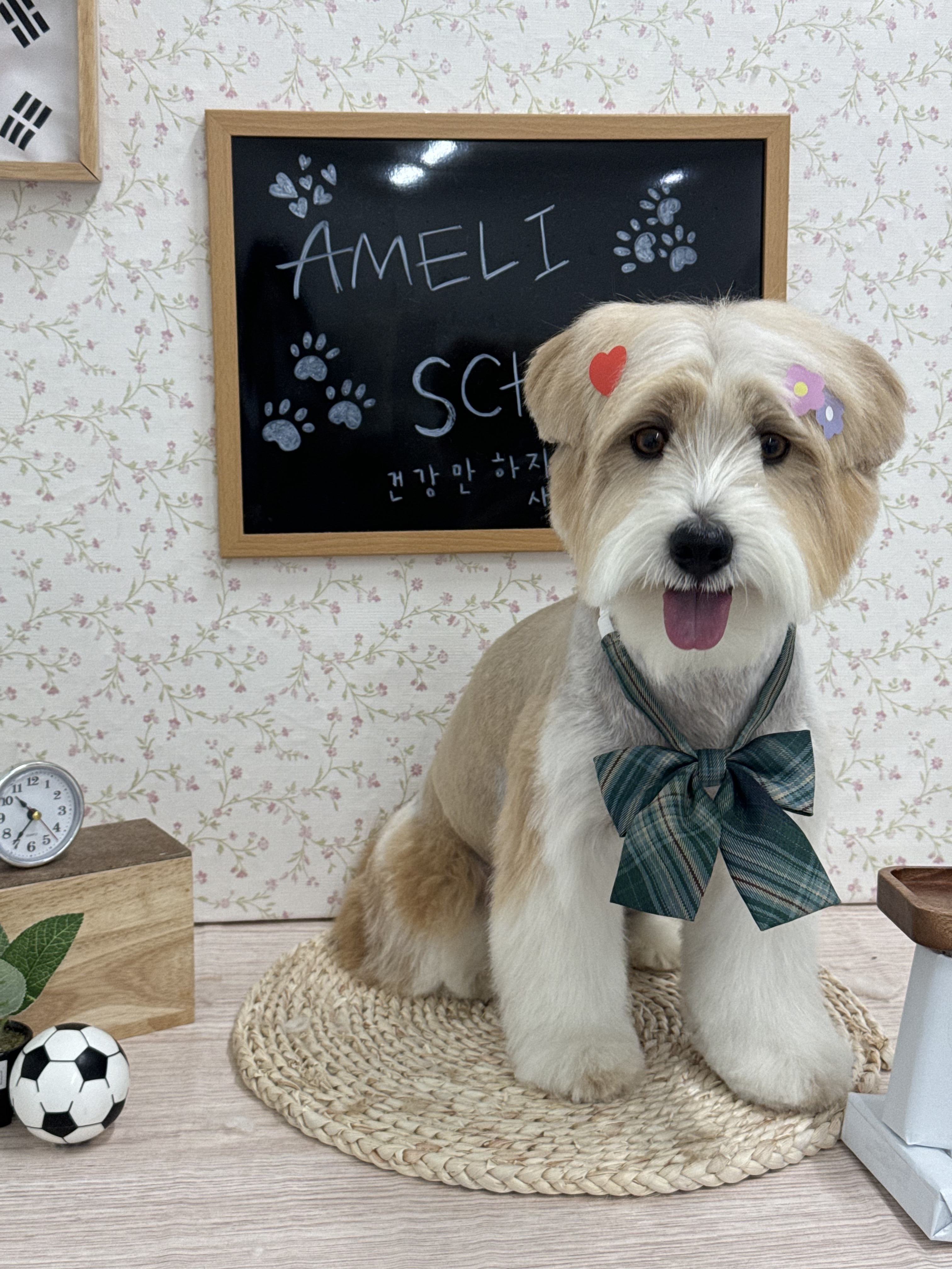 아멜리몽 대표 이미지