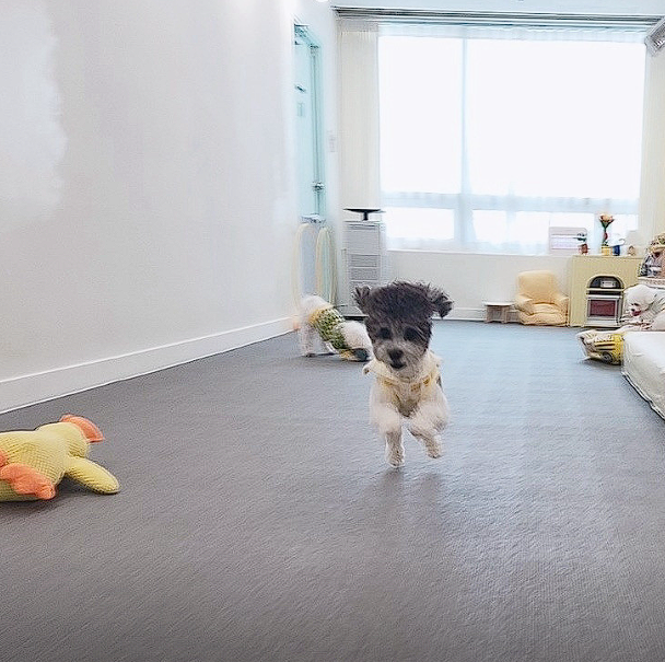 내 강아지의 봄 대표 이미지