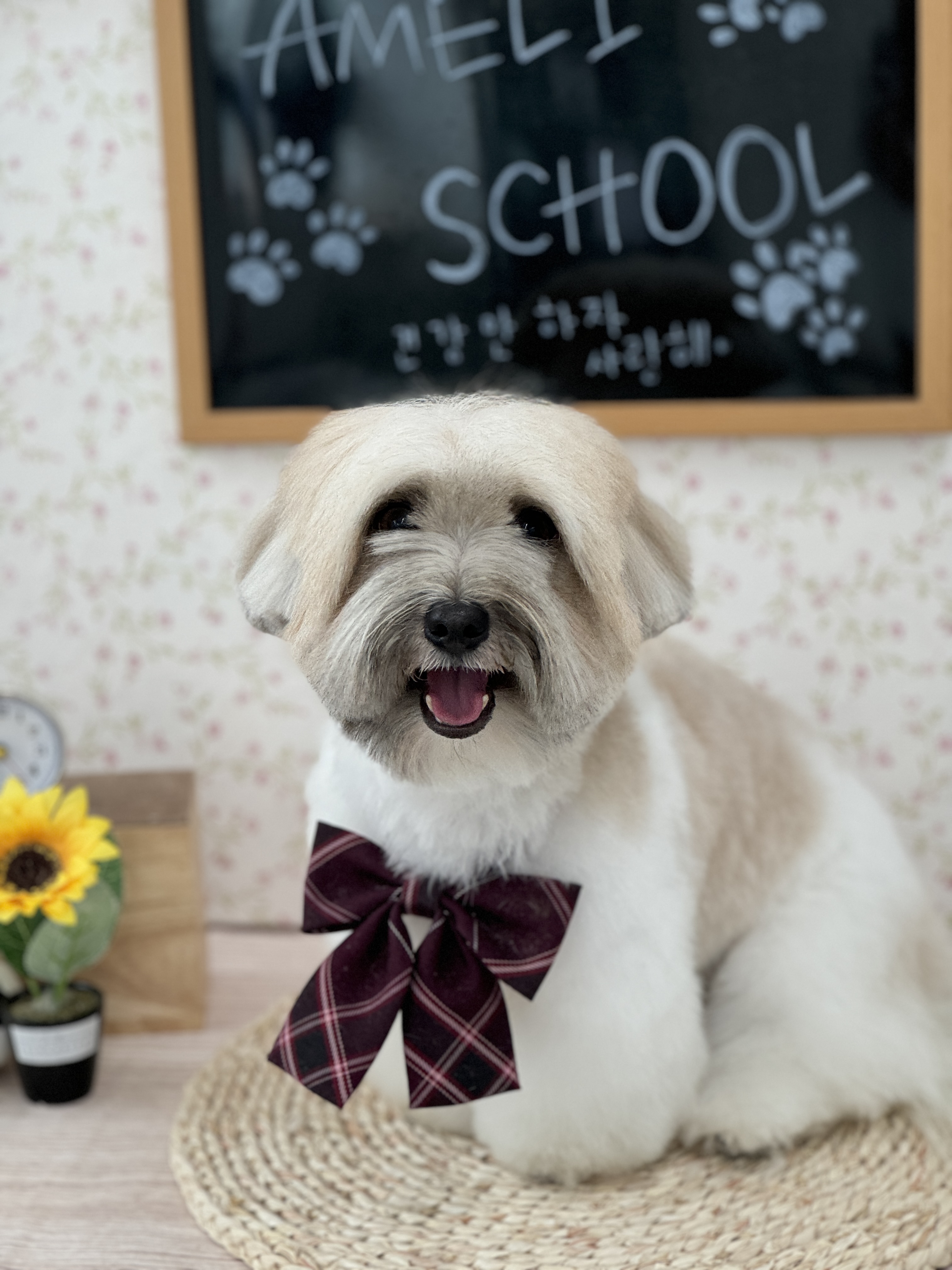 아멜리몽 대표 이미지