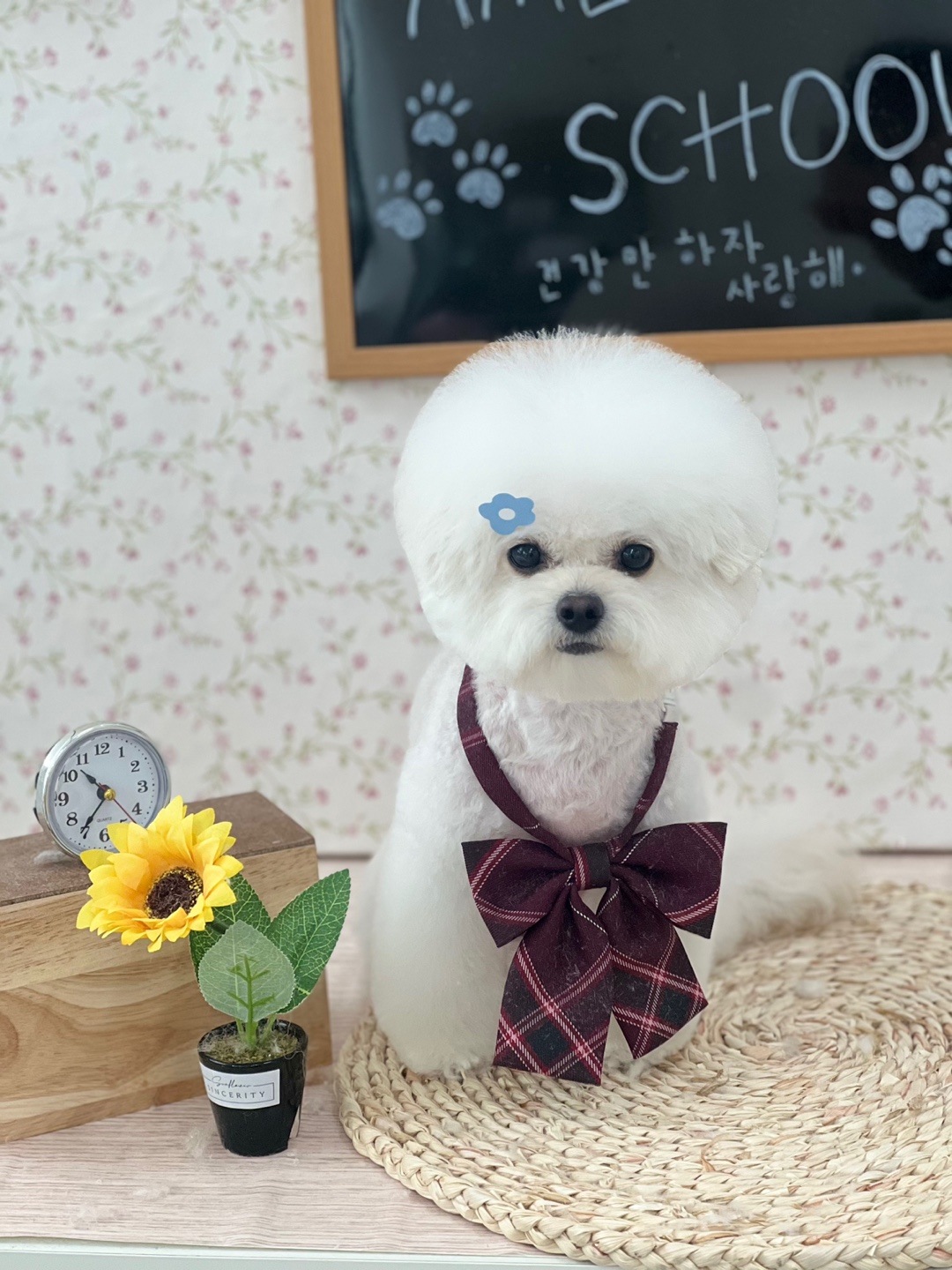 아멜리몽 대표 이미지