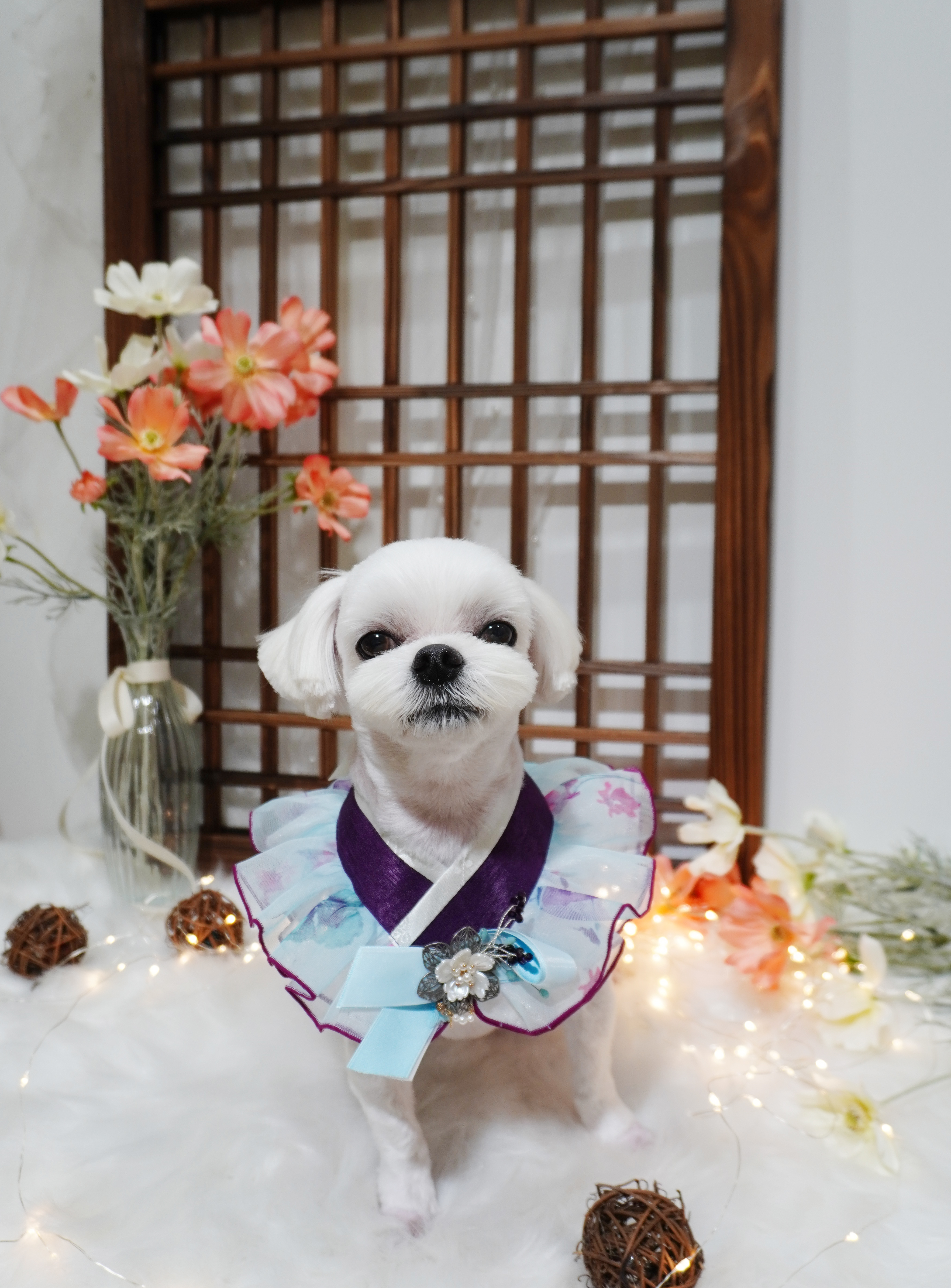 강아지놀이터 대표 이미지