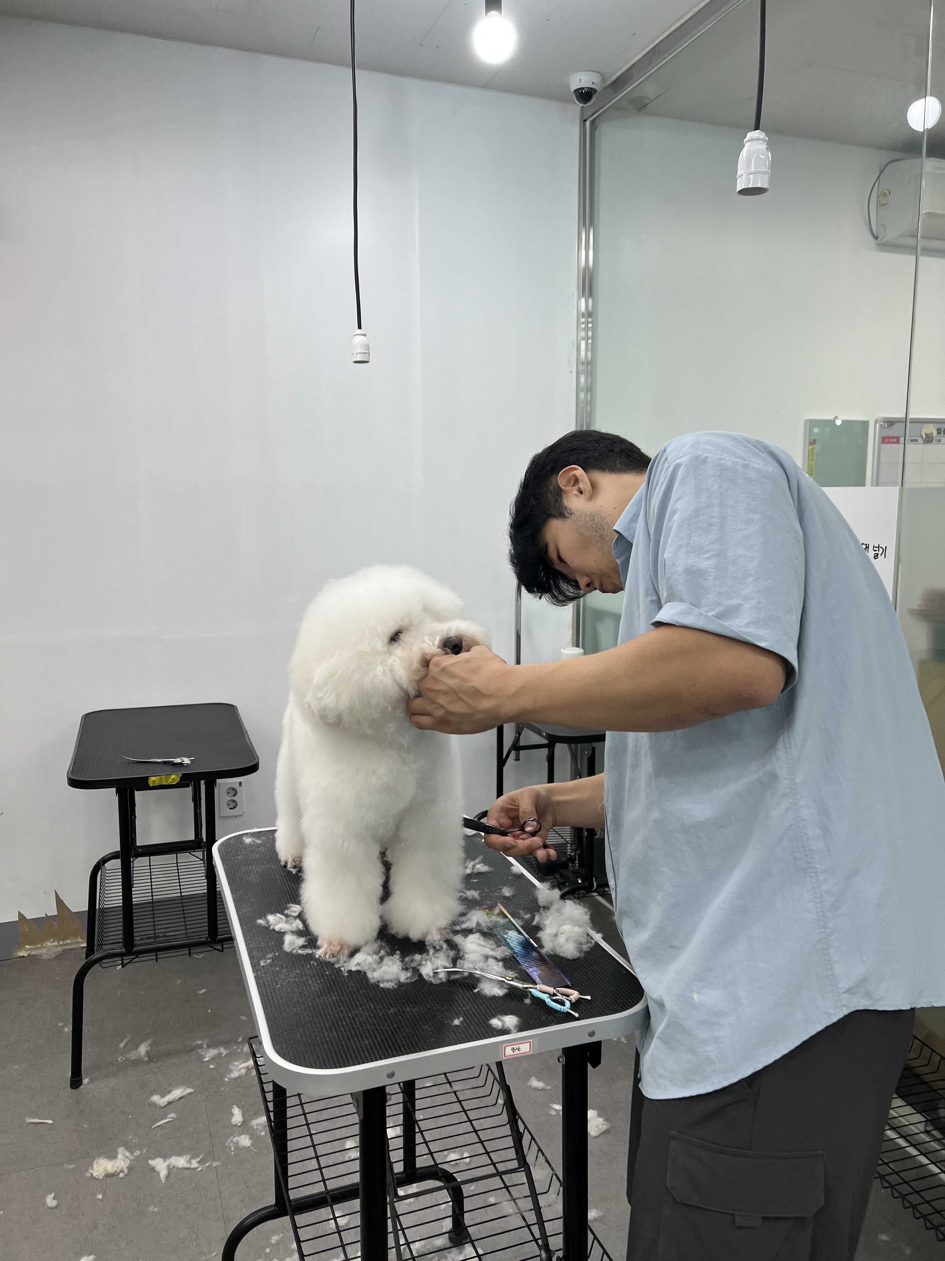 탑애견미용학원 안산점