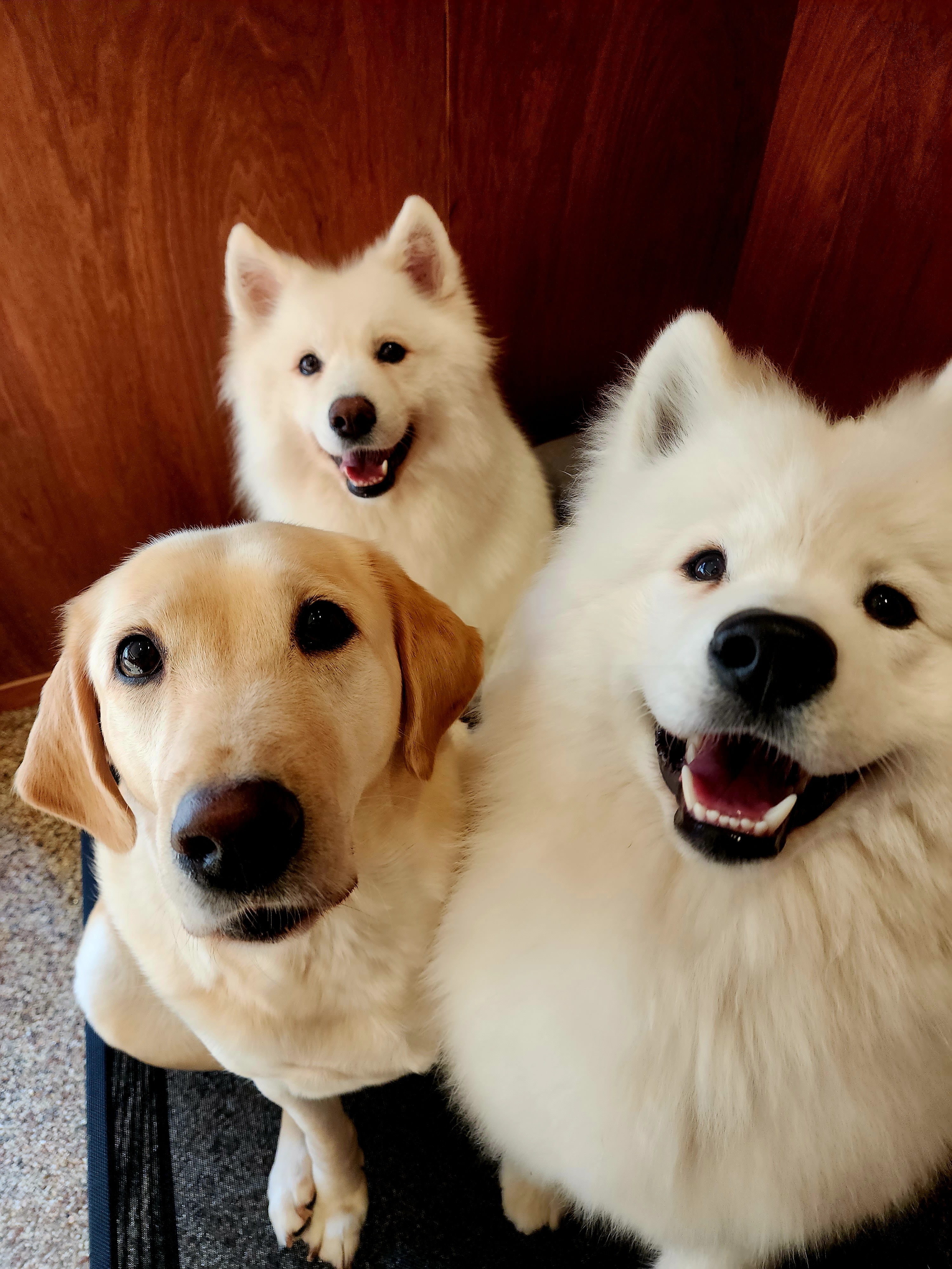 개팔상팔 대표 이미지