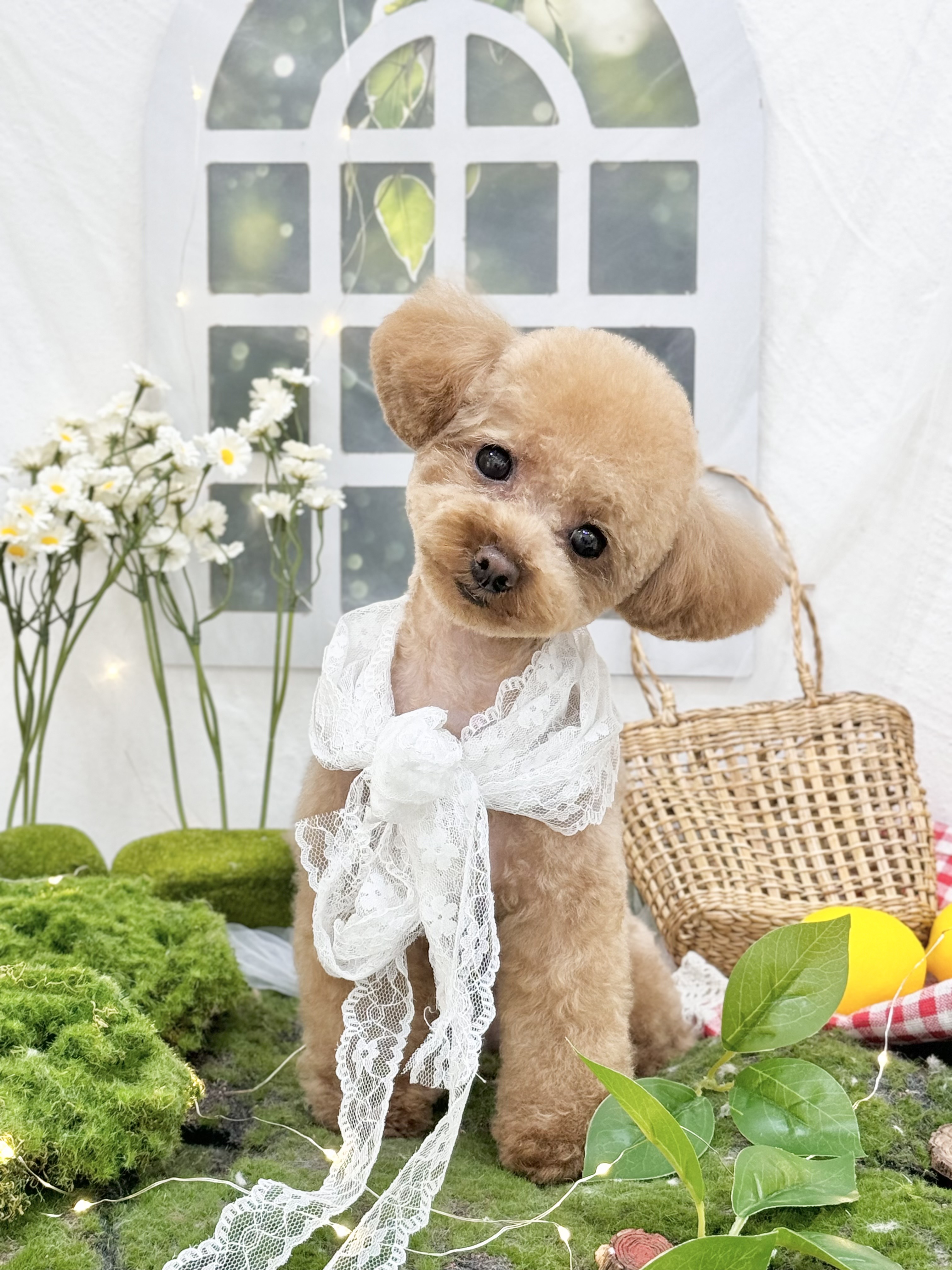 모노퍼피 대표 이미지