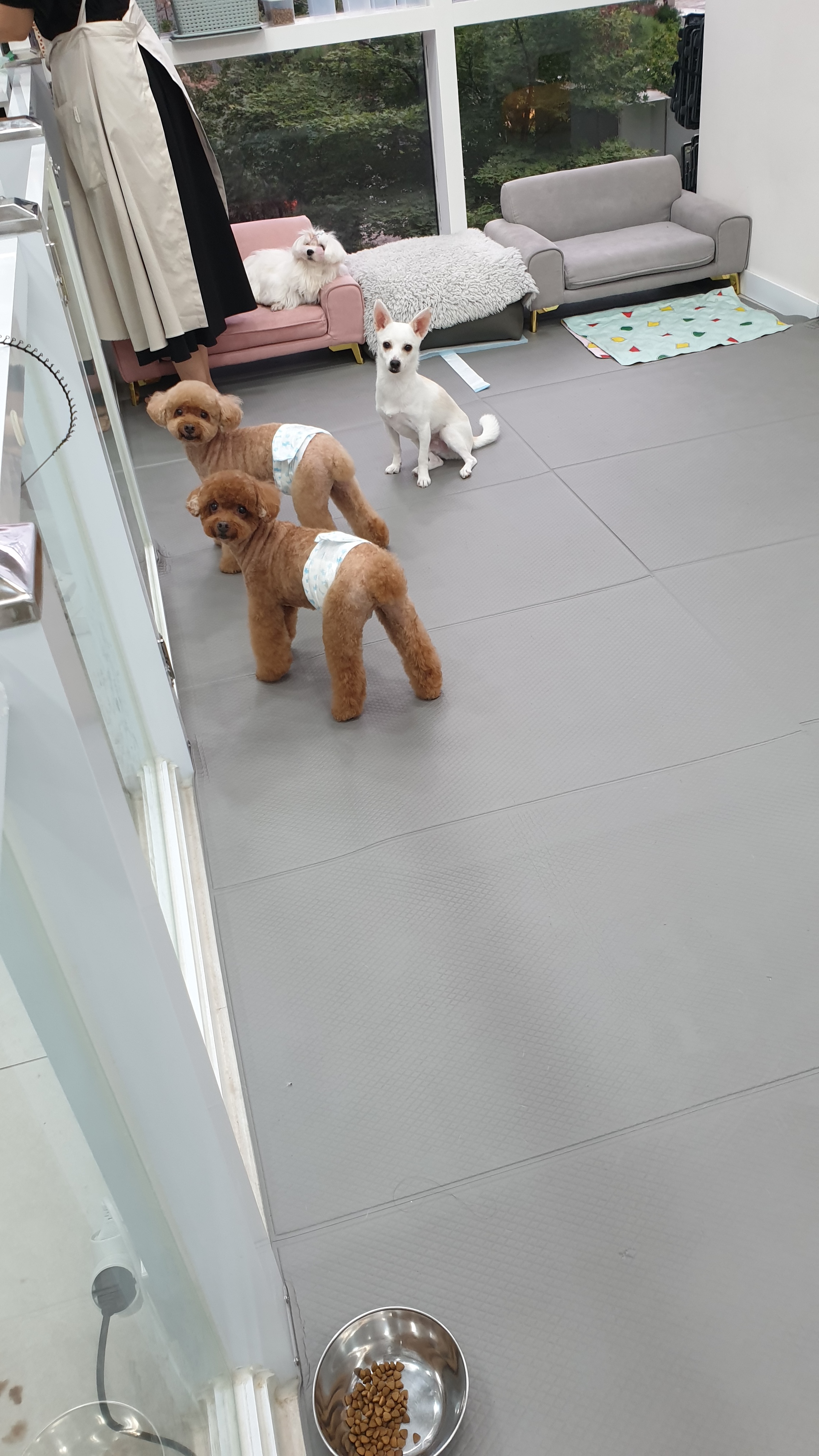 폴인럽 애견&고양이 미용 돌봄&호텔 대표 이미지