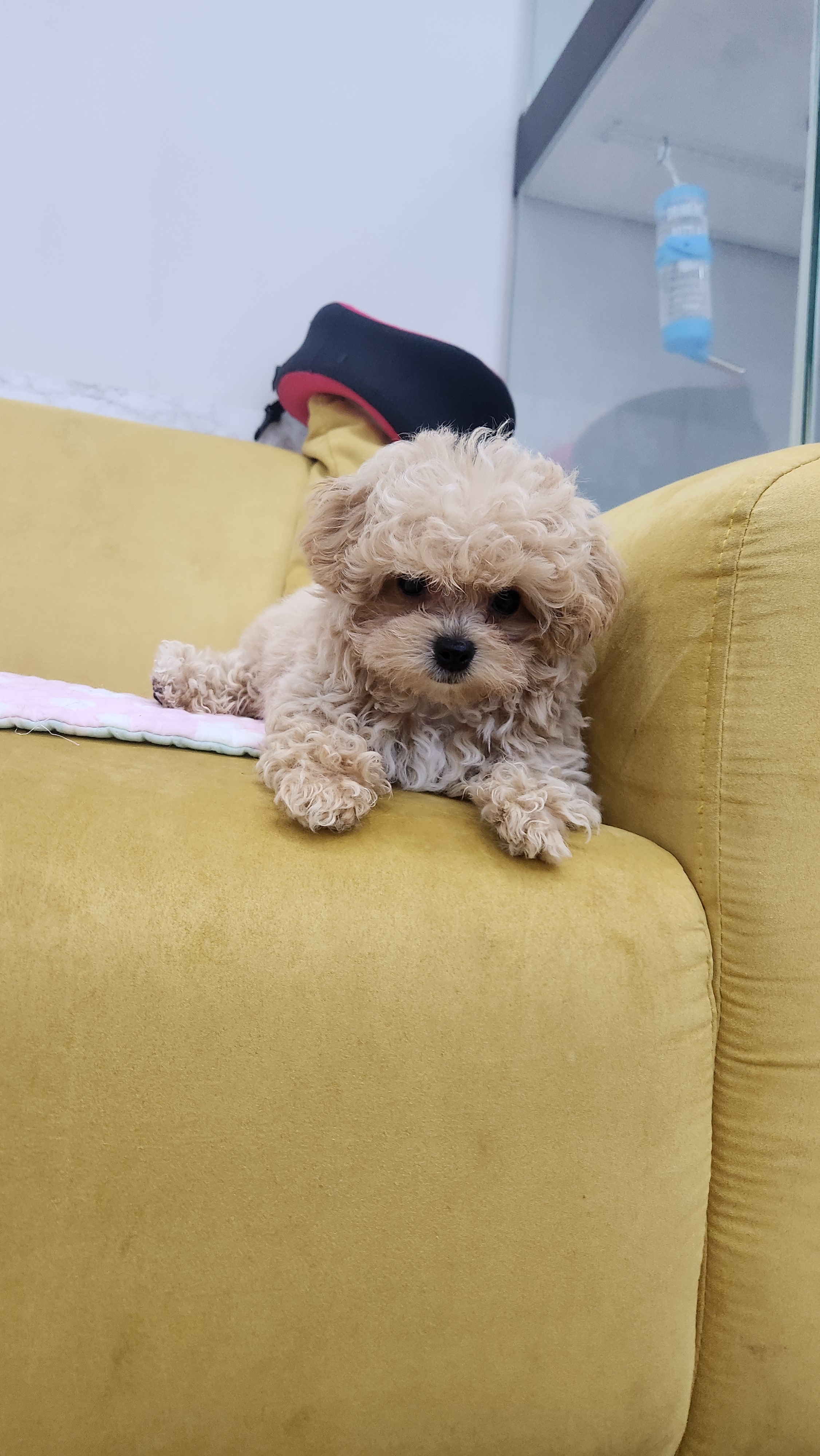 더케이펫 강아지분양