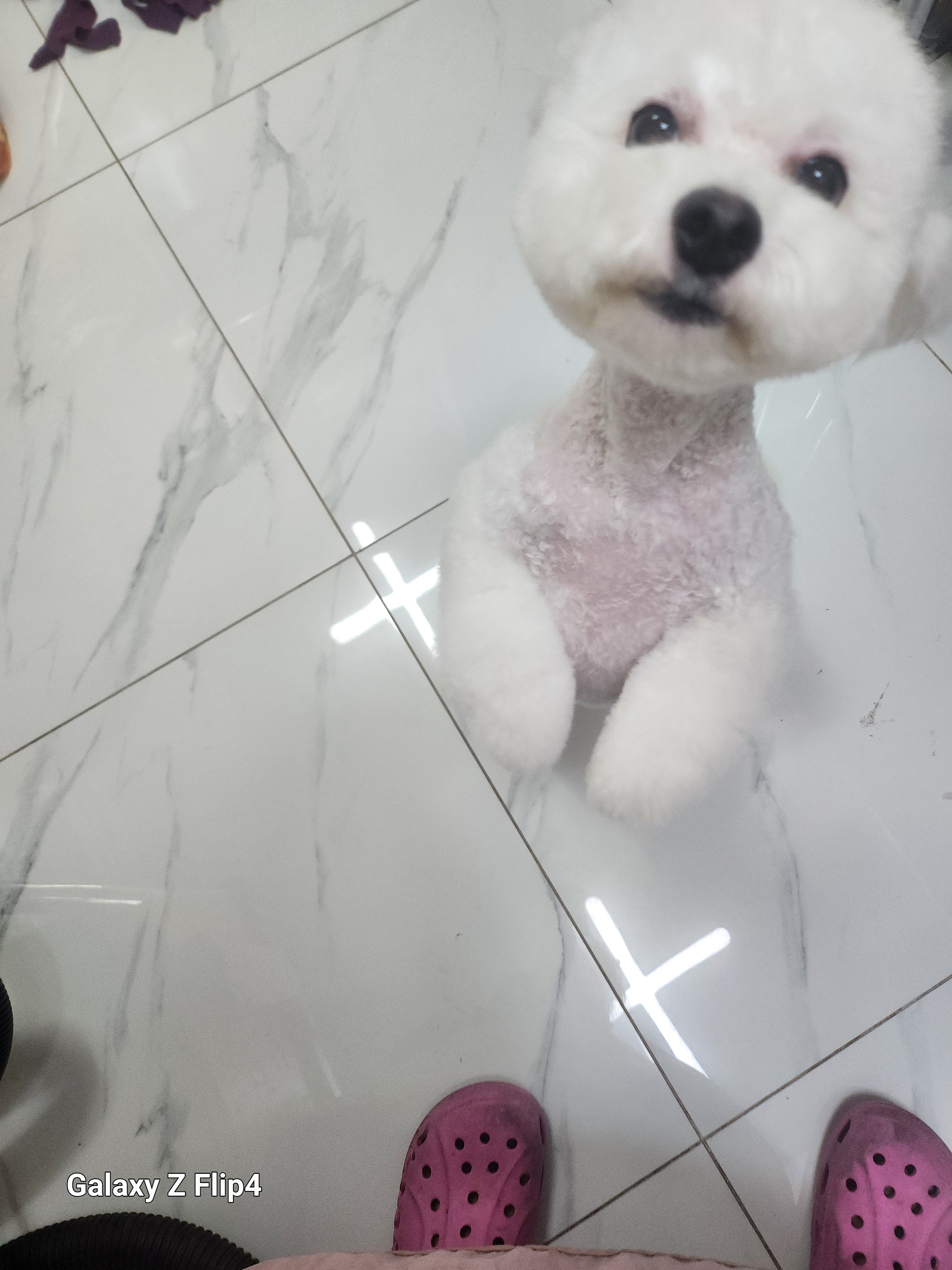 친절한 애견 미용실 대표 이미지