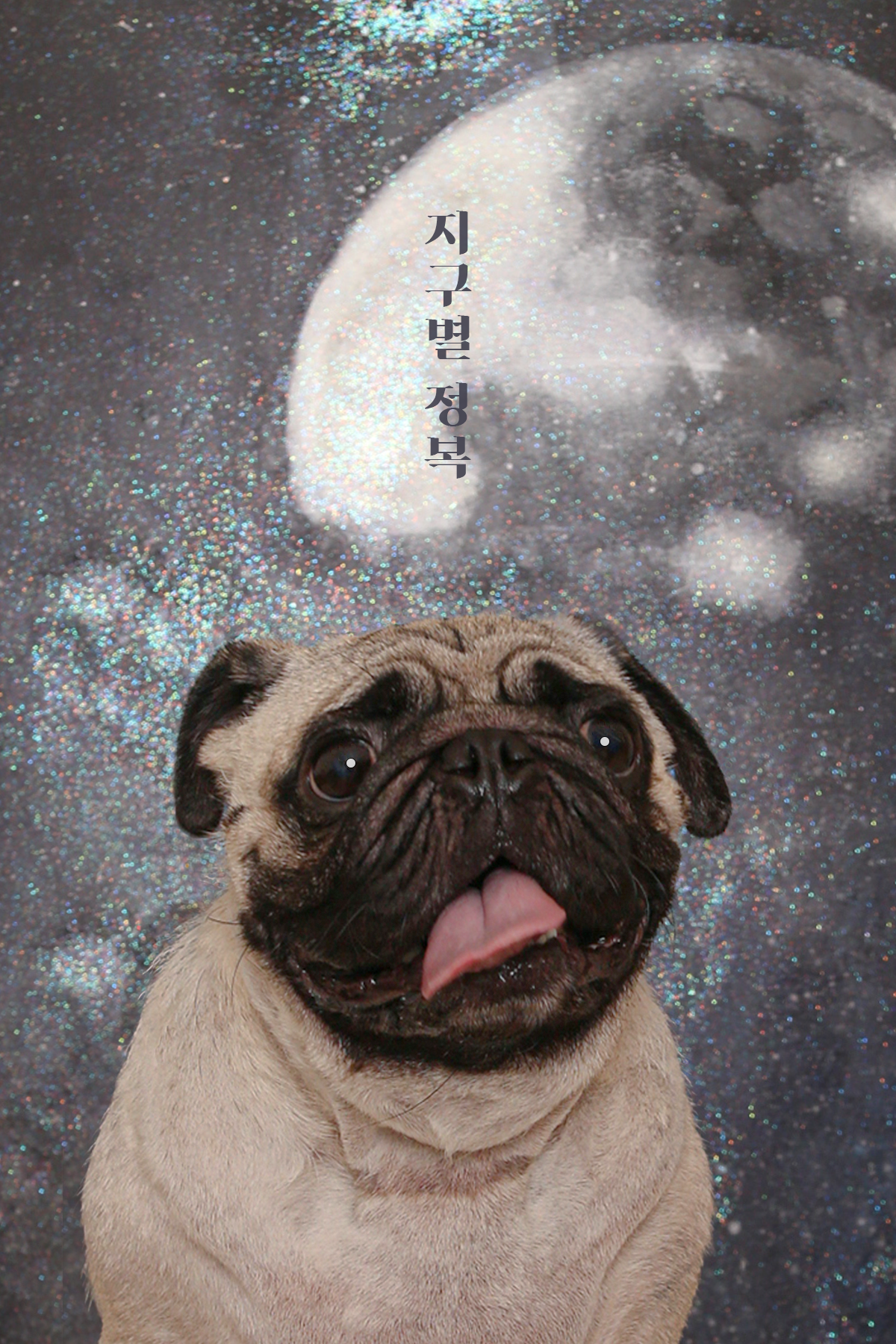 안녕댕댕쓰 대표 이미지