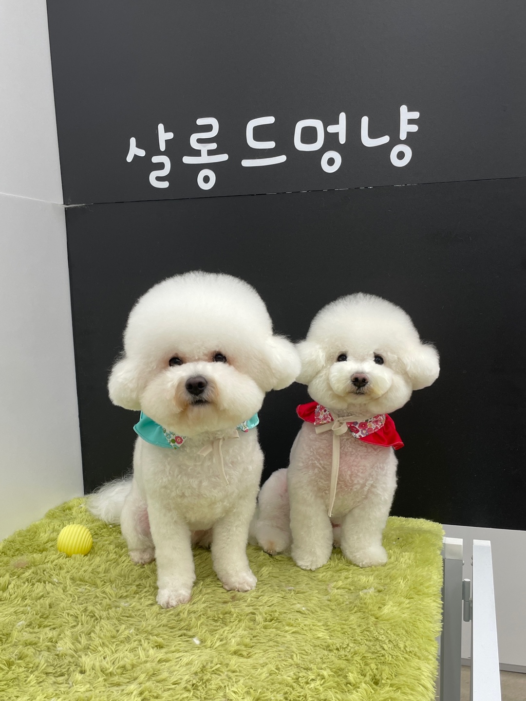 살롱드멍냥