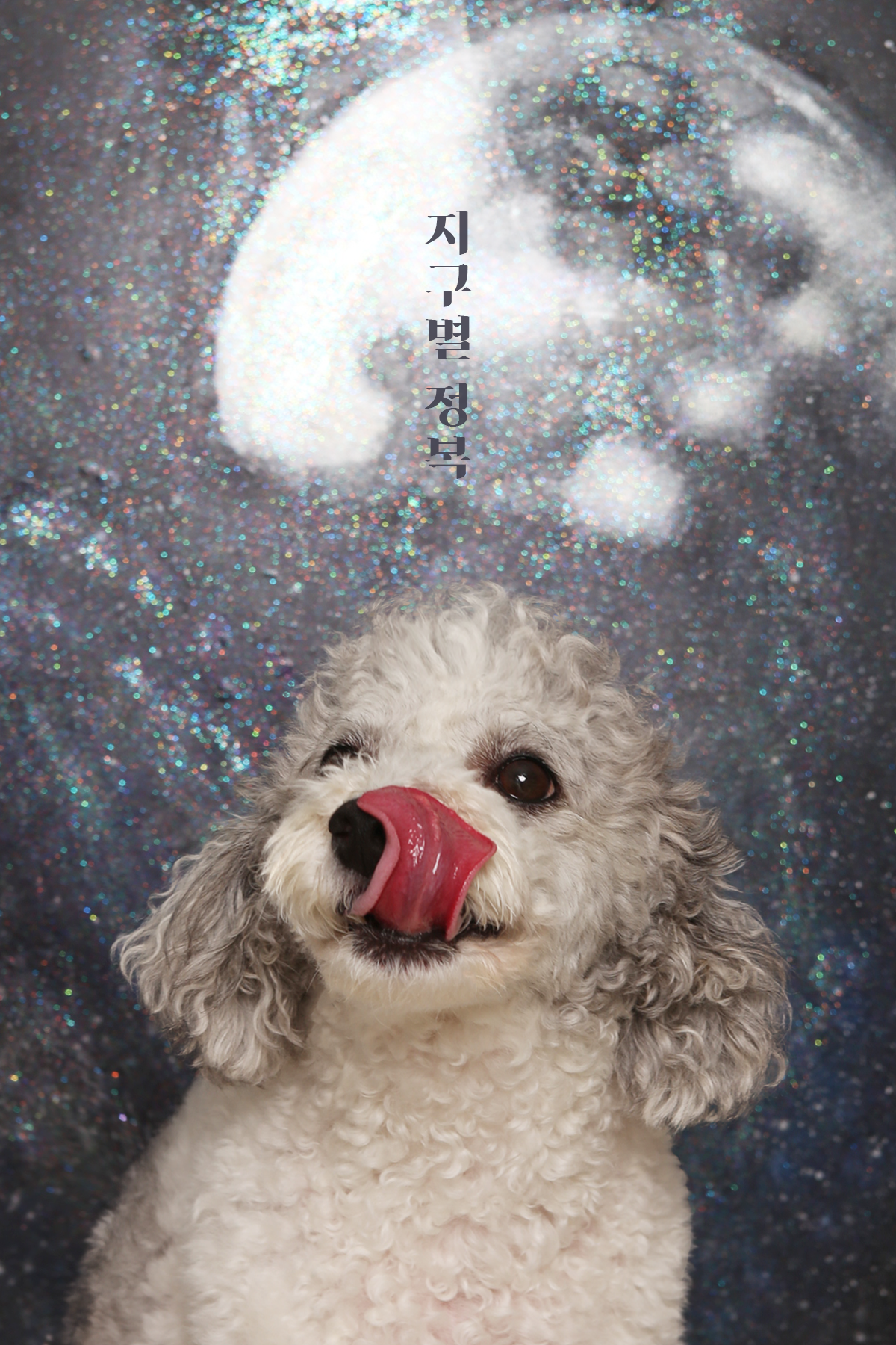 안녕댕댕쓰 대표 이미지