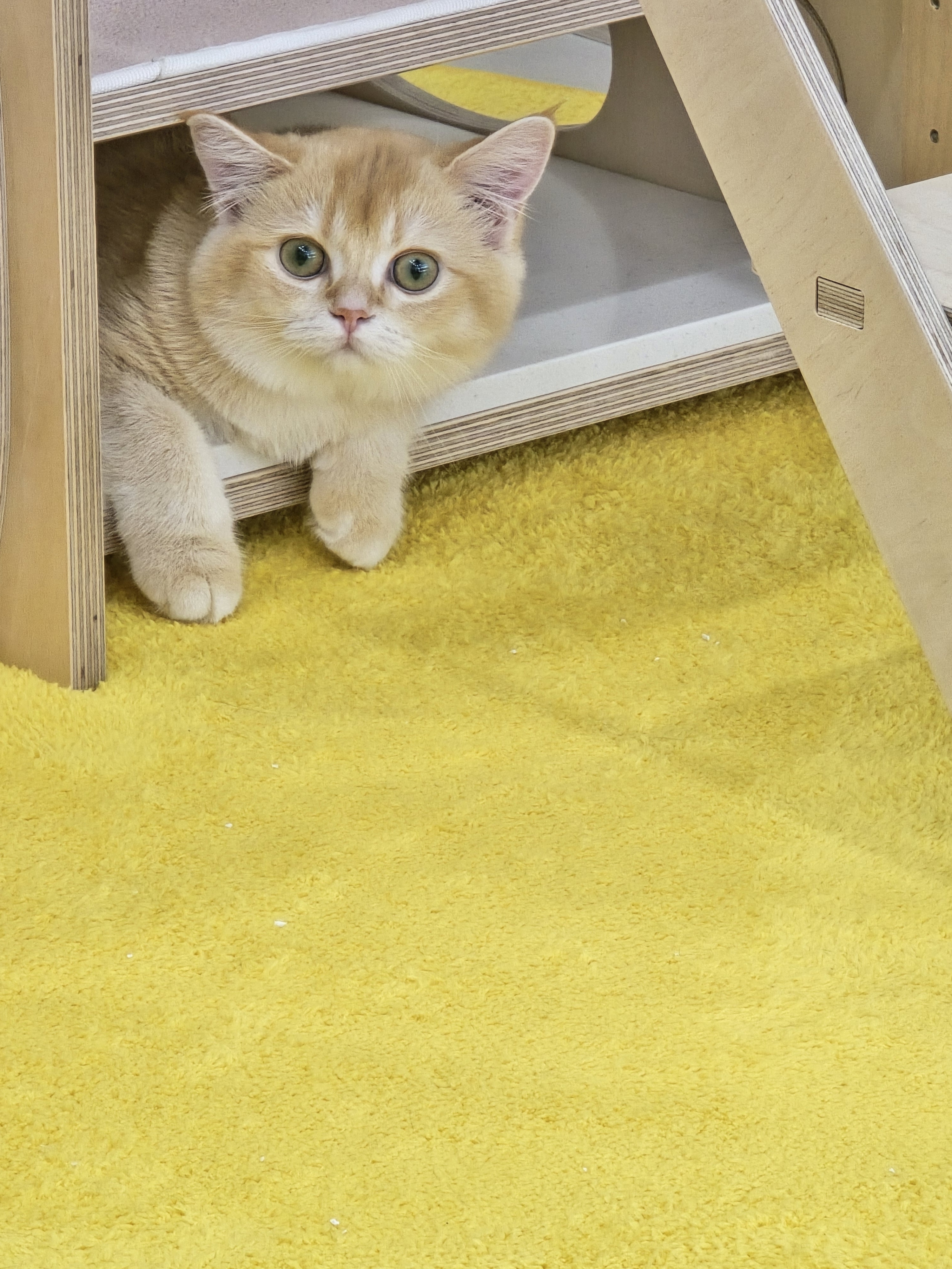 오늘도 고양이처럼 고씨네 하우스 대표 이미지