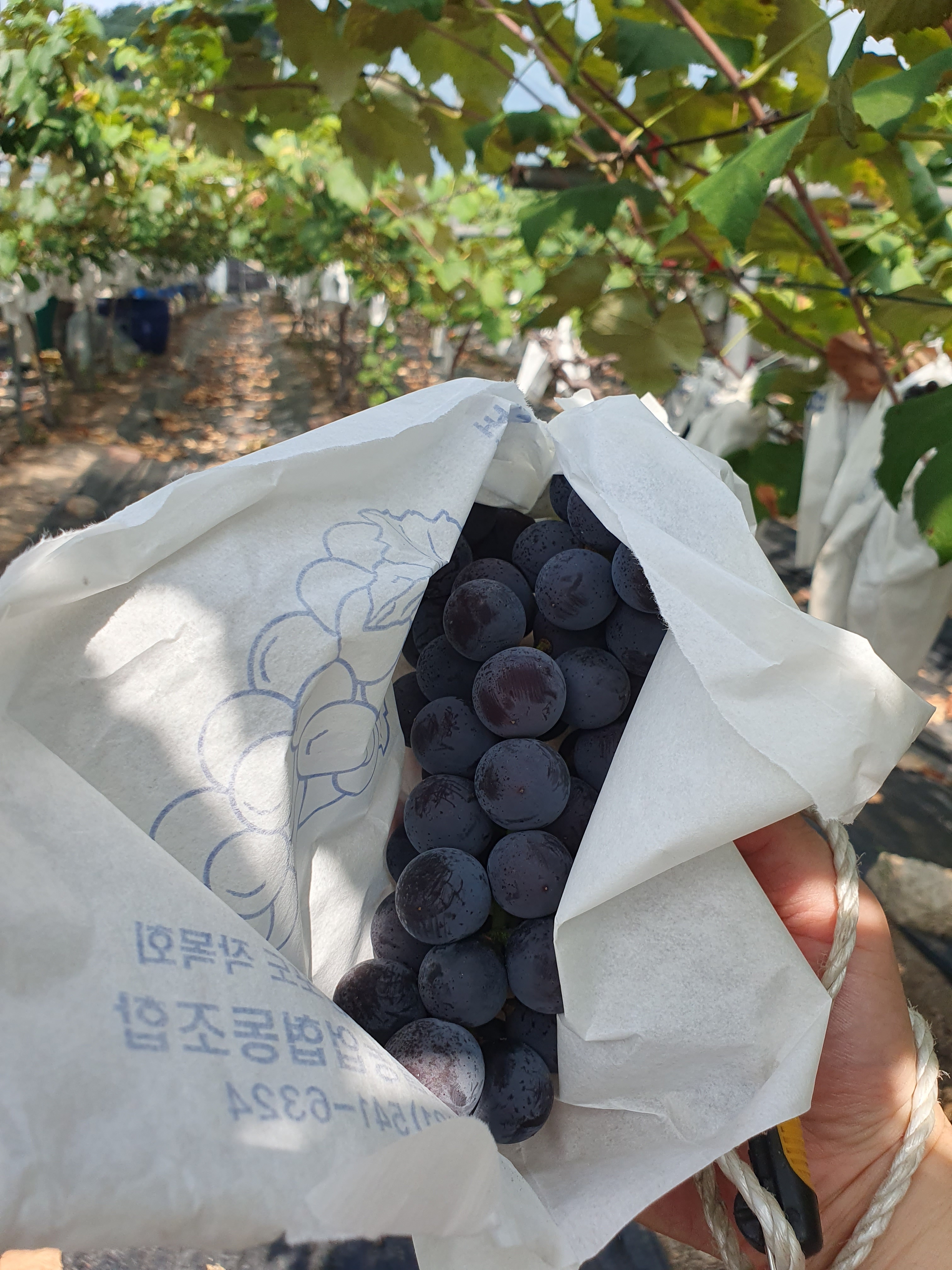 축석포도농원