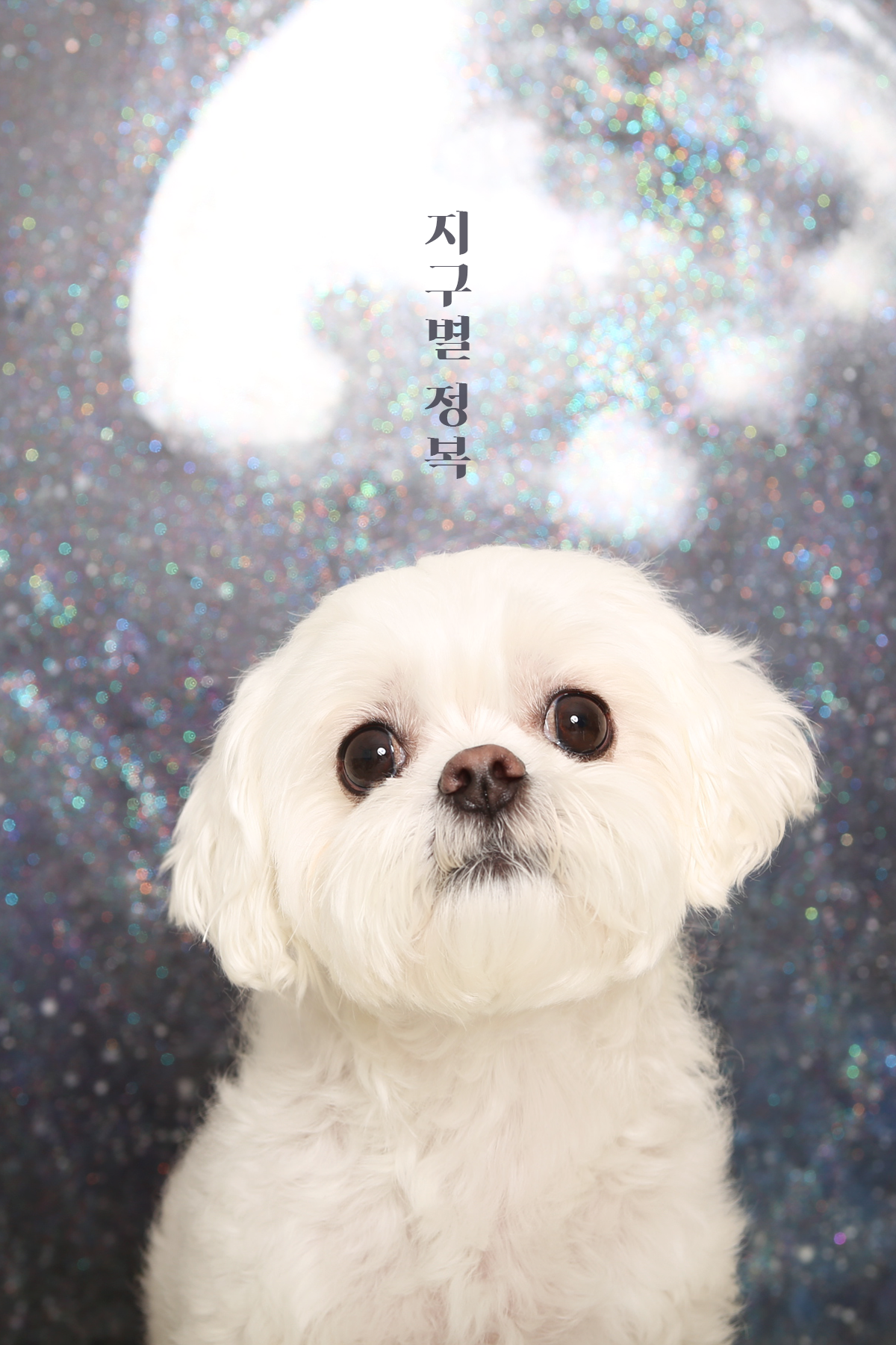 안녕댕댕쓰 대표 이미지