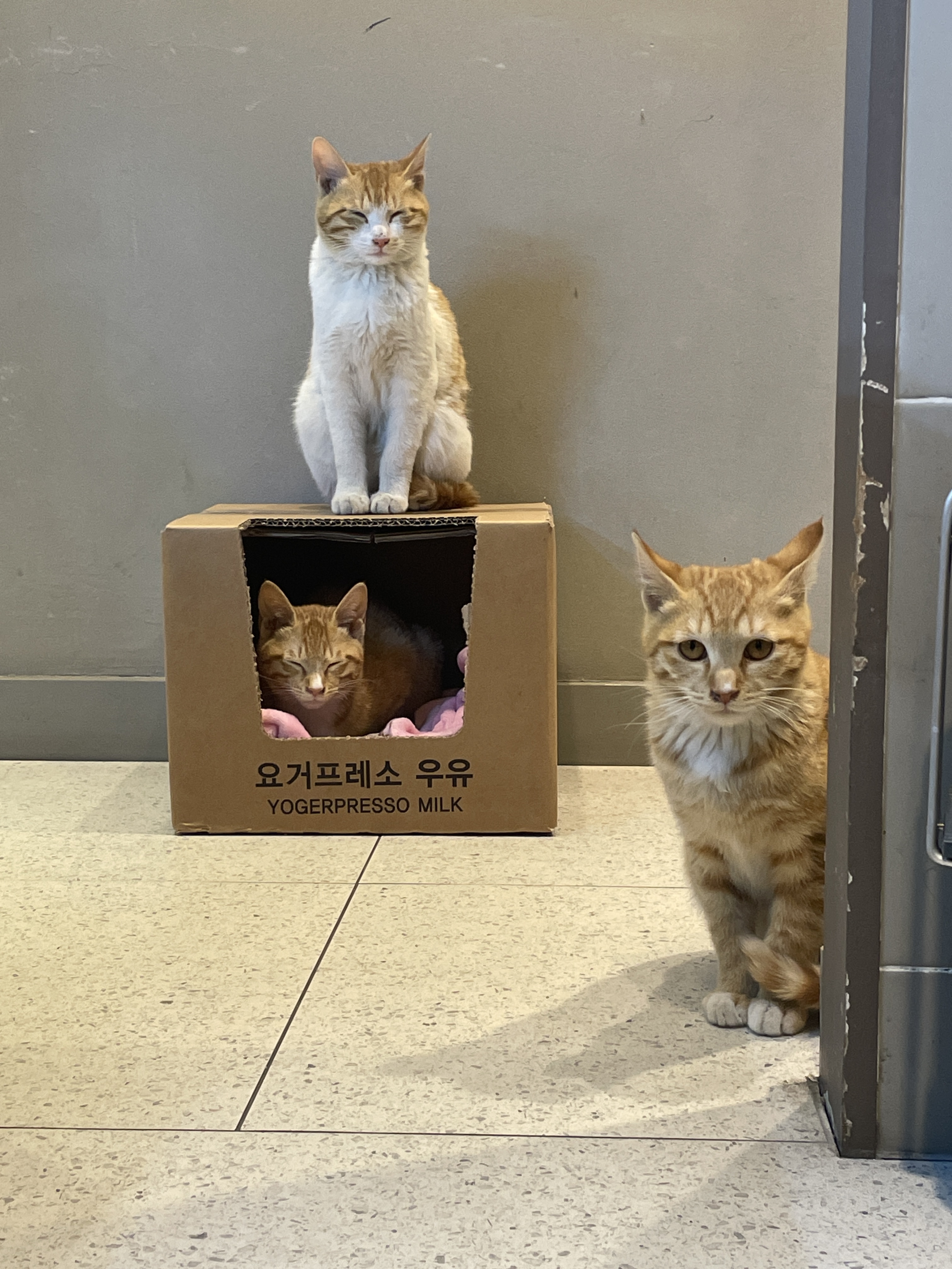 요거프레소 울산중구청점