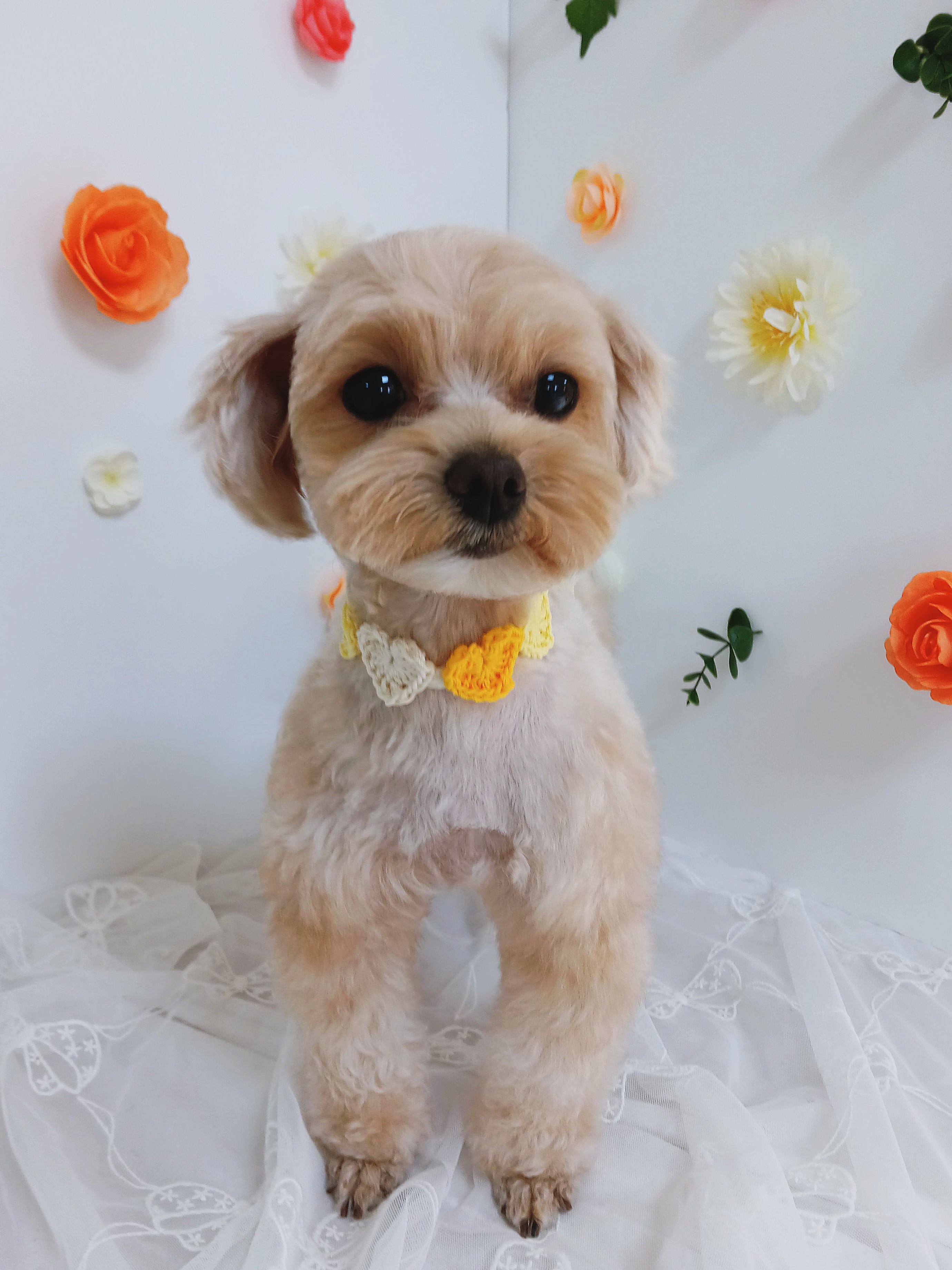 말랑말랑 대표 이미지