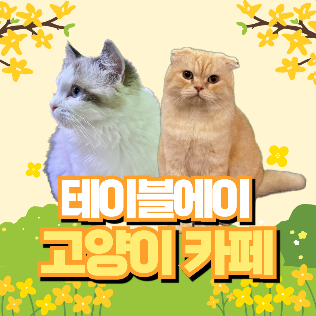 테이블에이 고양이카페