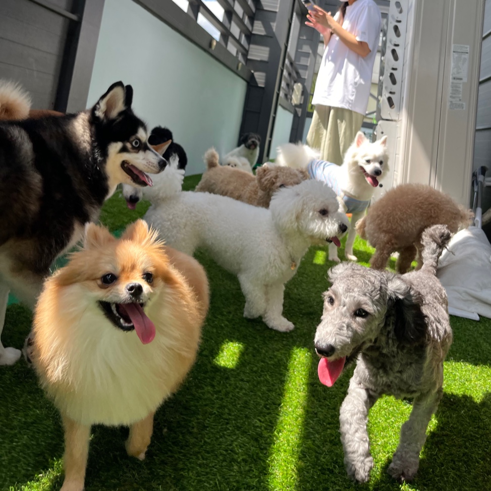 도기야드 대표 이미지