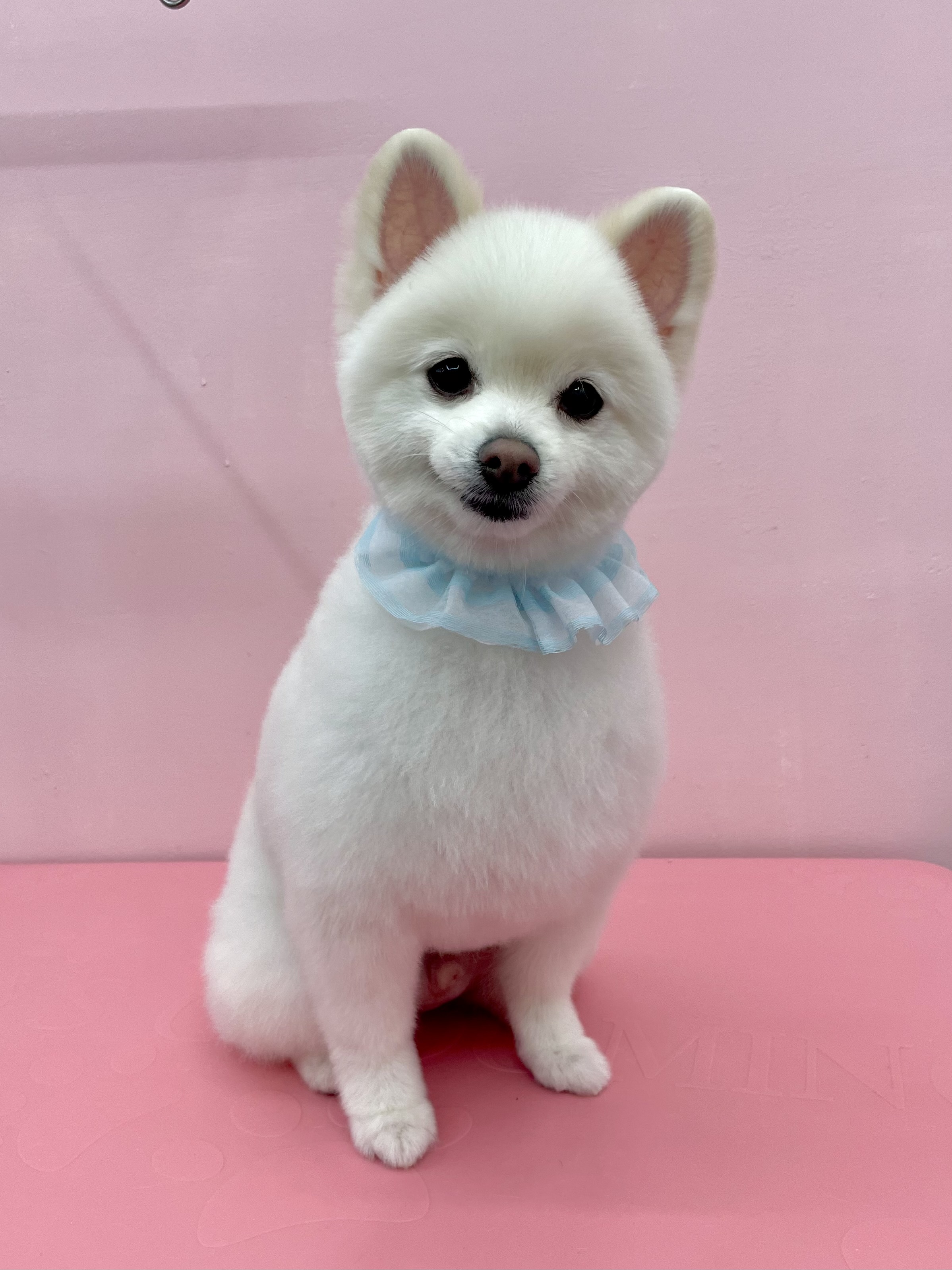 뽀송하개 대표 이미지