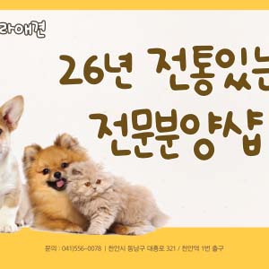 천안 강아지분양 고양이분양 나라애견 본점