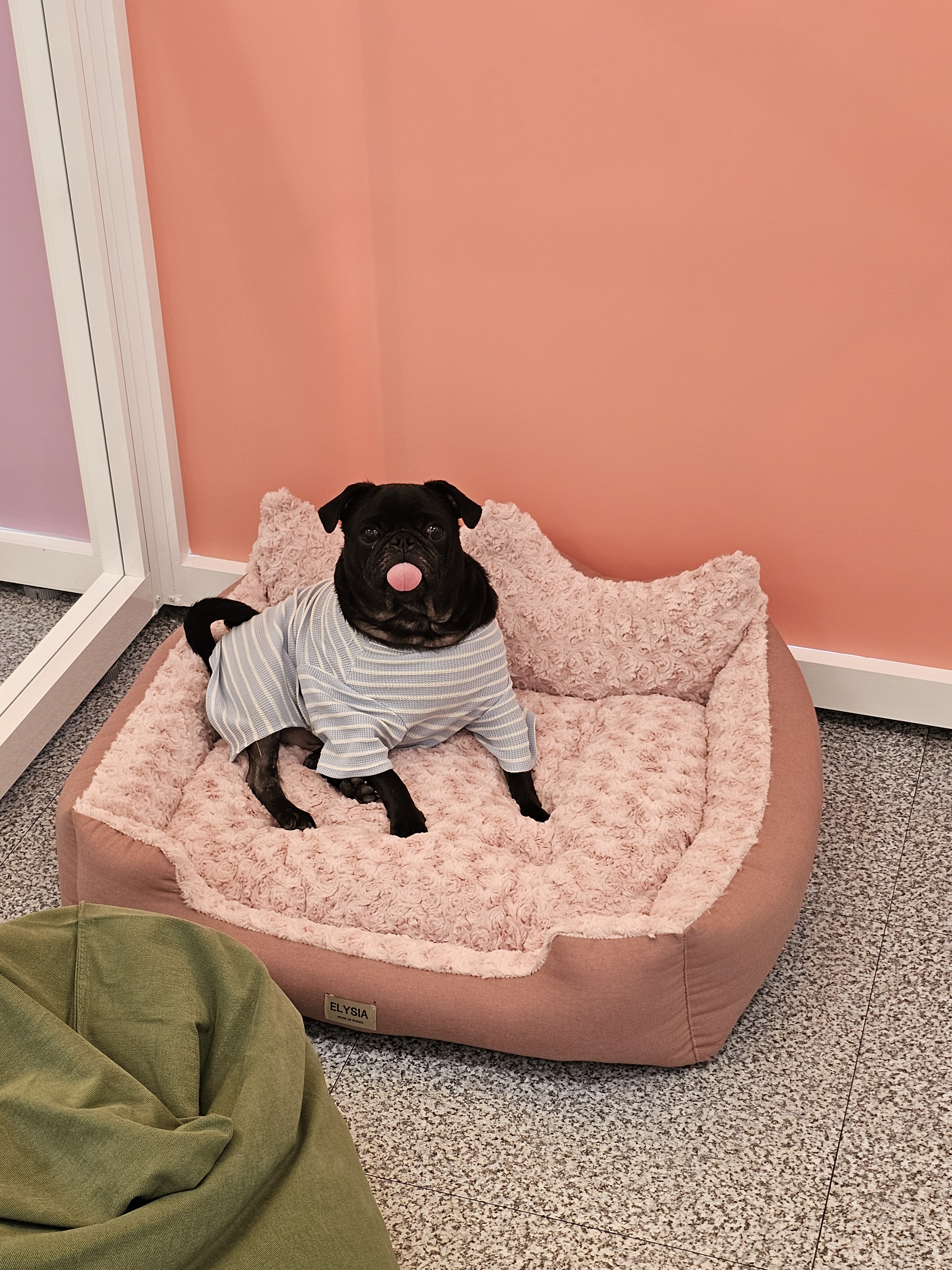 펫인애견호텔 대표 이미지