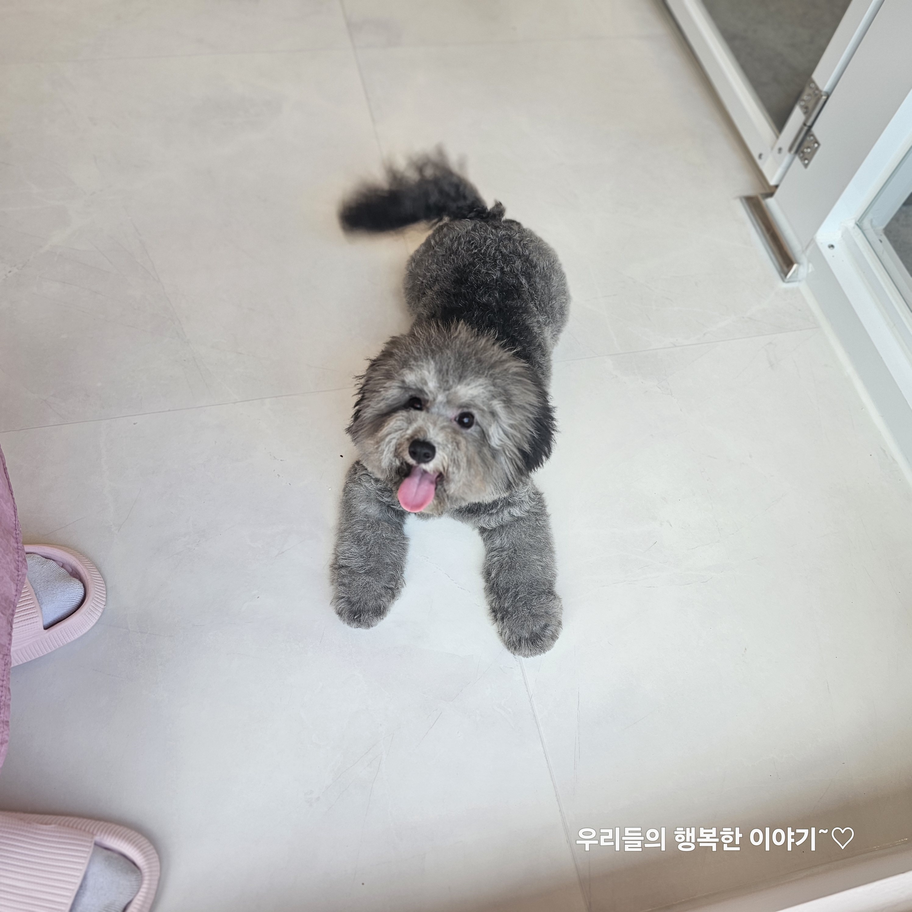 퍼피짱 대도점 대표 이미지