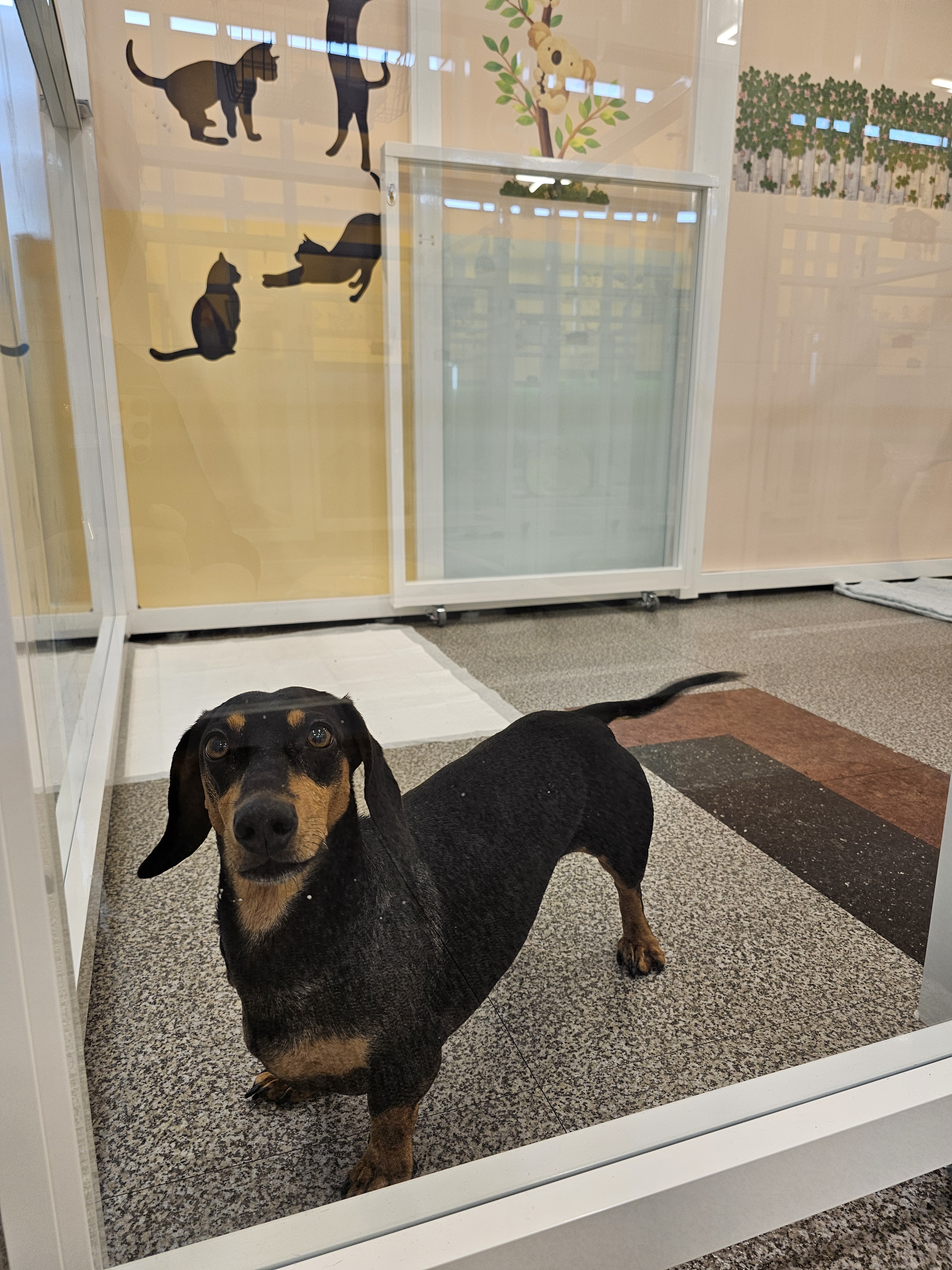 펫인애견호텔 대표 이미지