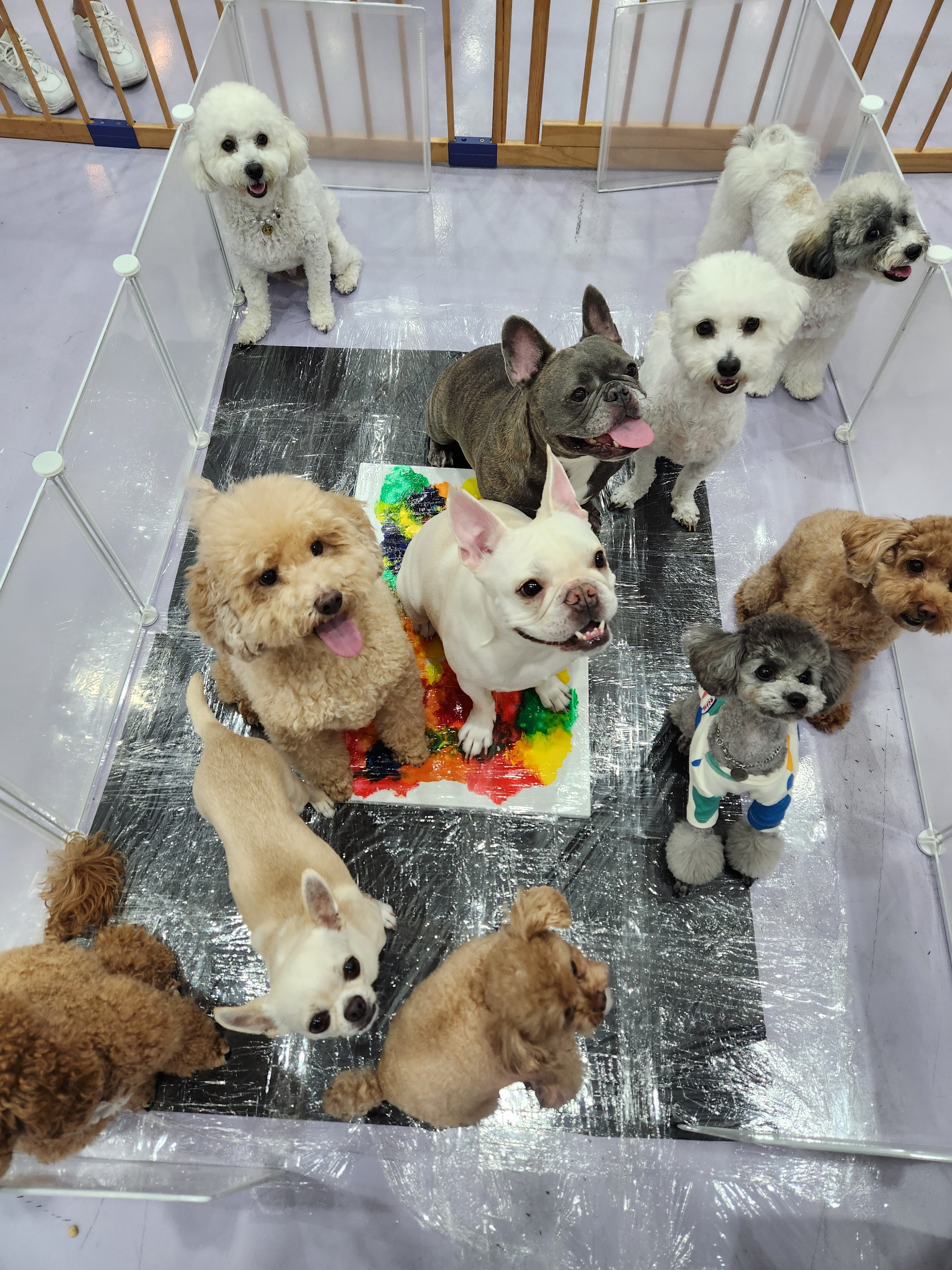 위드독 대표 이미지