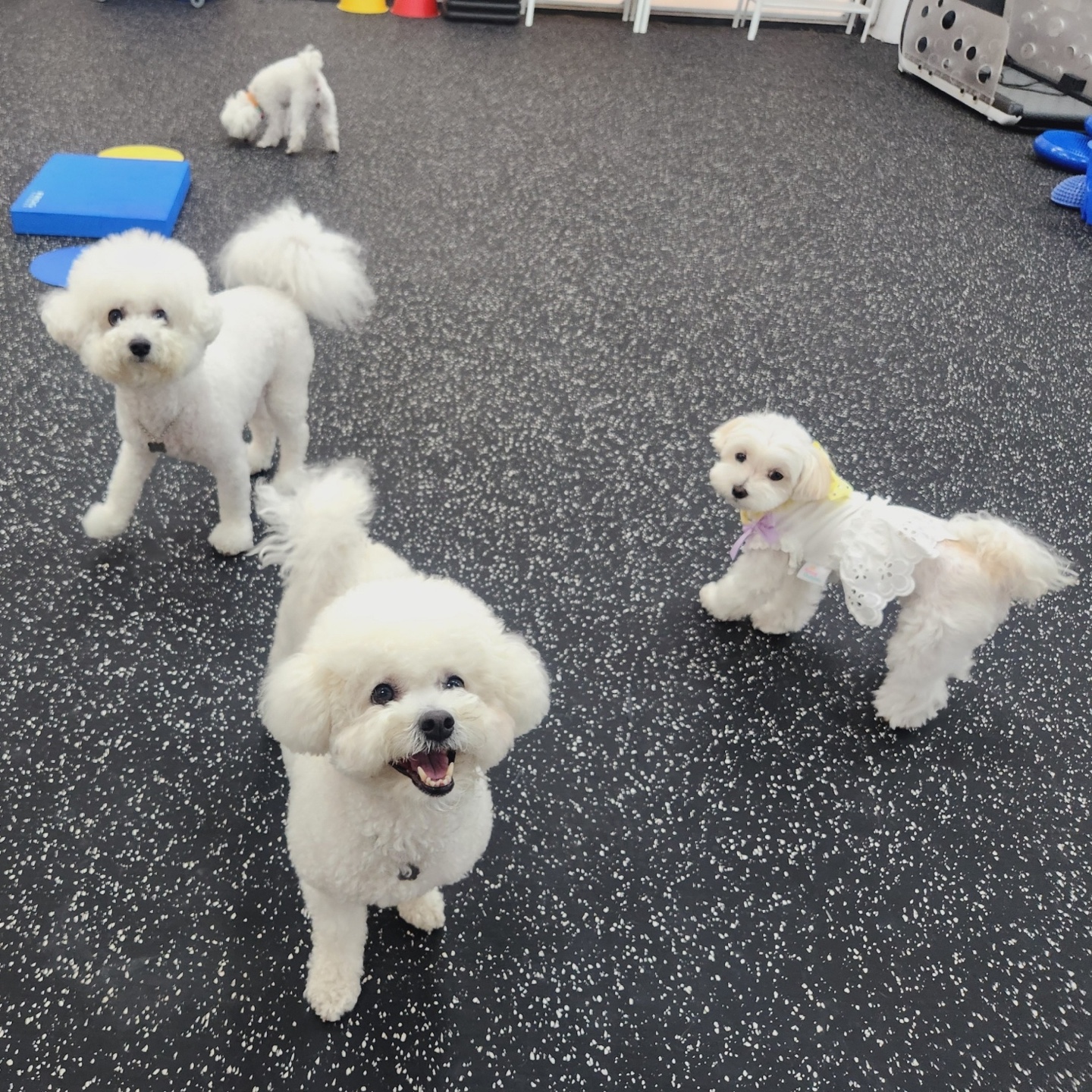 멍핏스튜디오 강아지 돌봄 유치원 대표 이미지