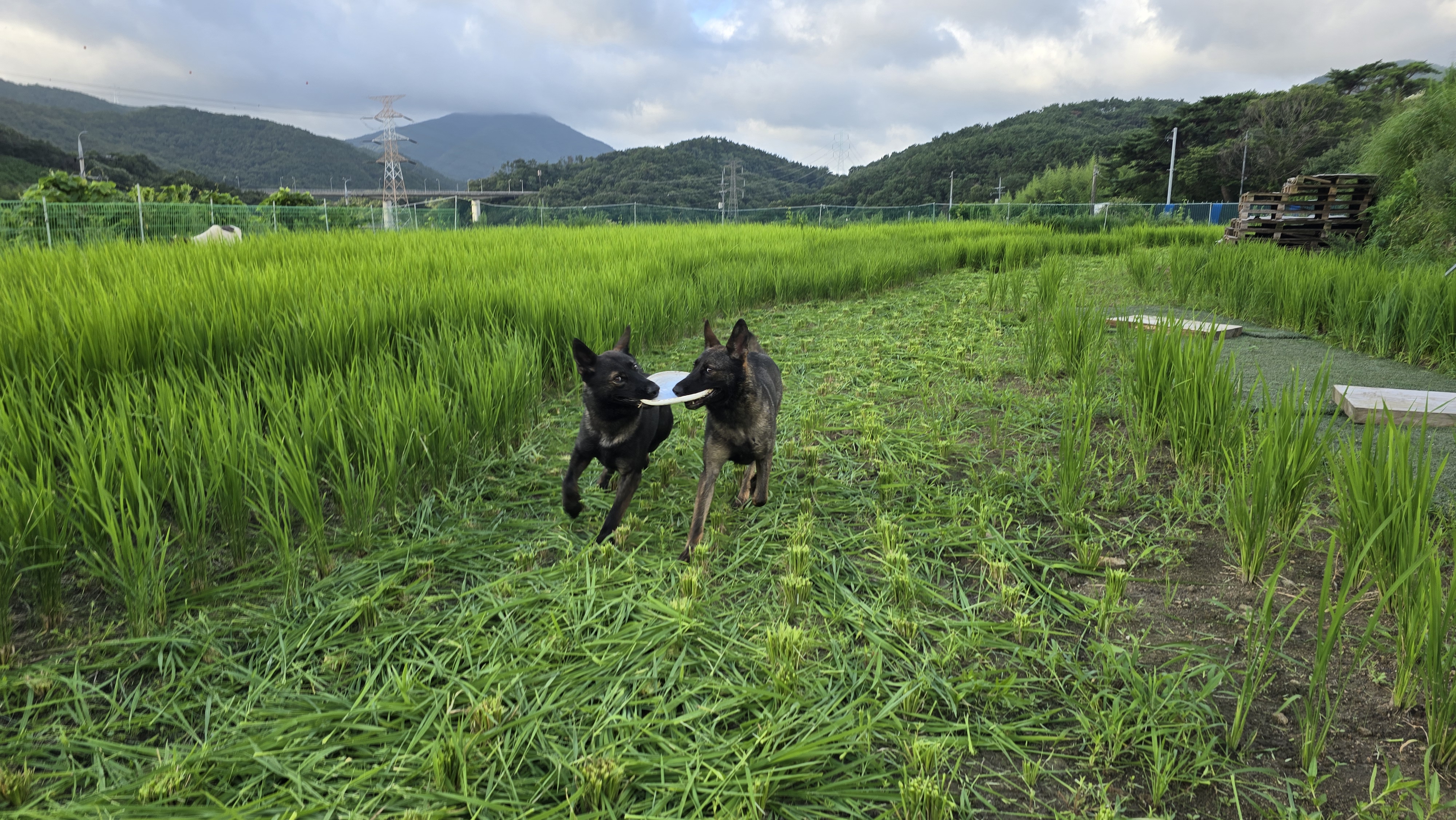 한국반려동물전문학원 대표 이미지