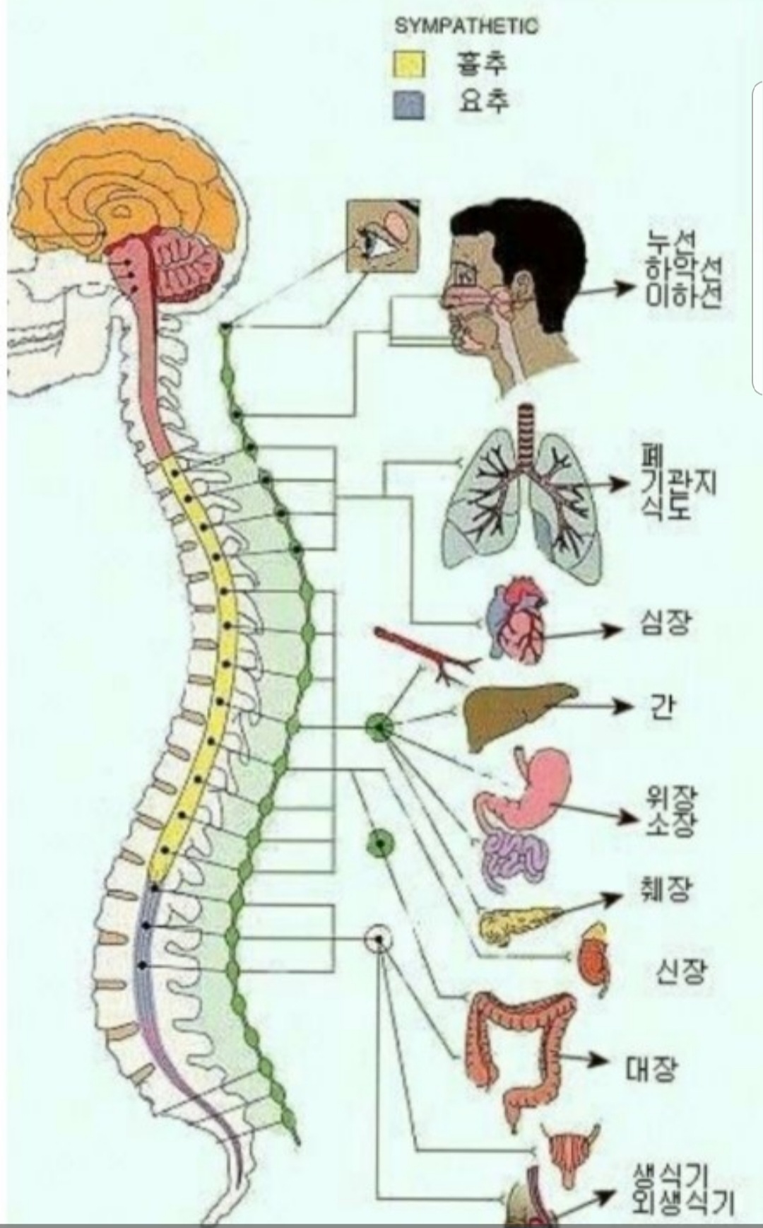 숲테라피 가산점 대표 이미지