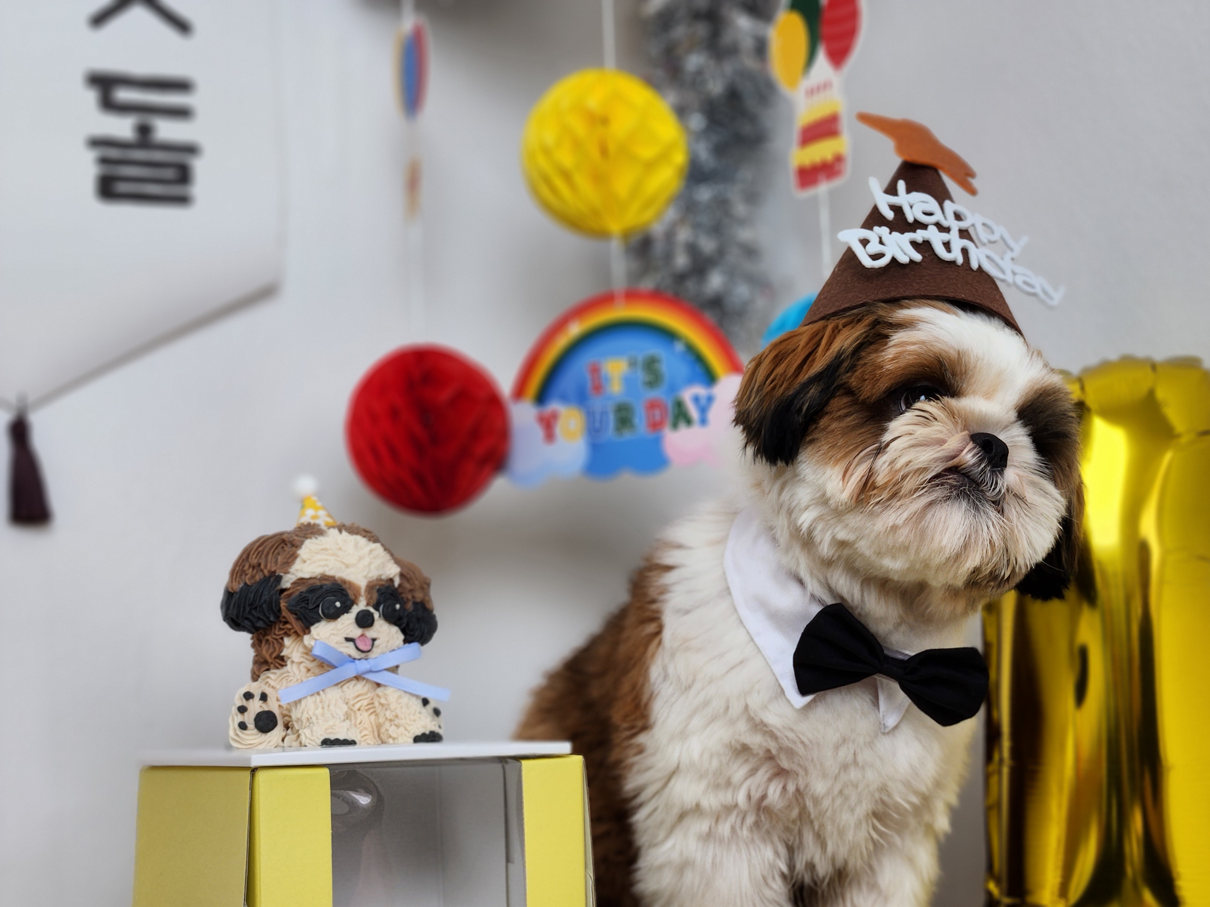 놀펫강아지유치원 대표 이미지