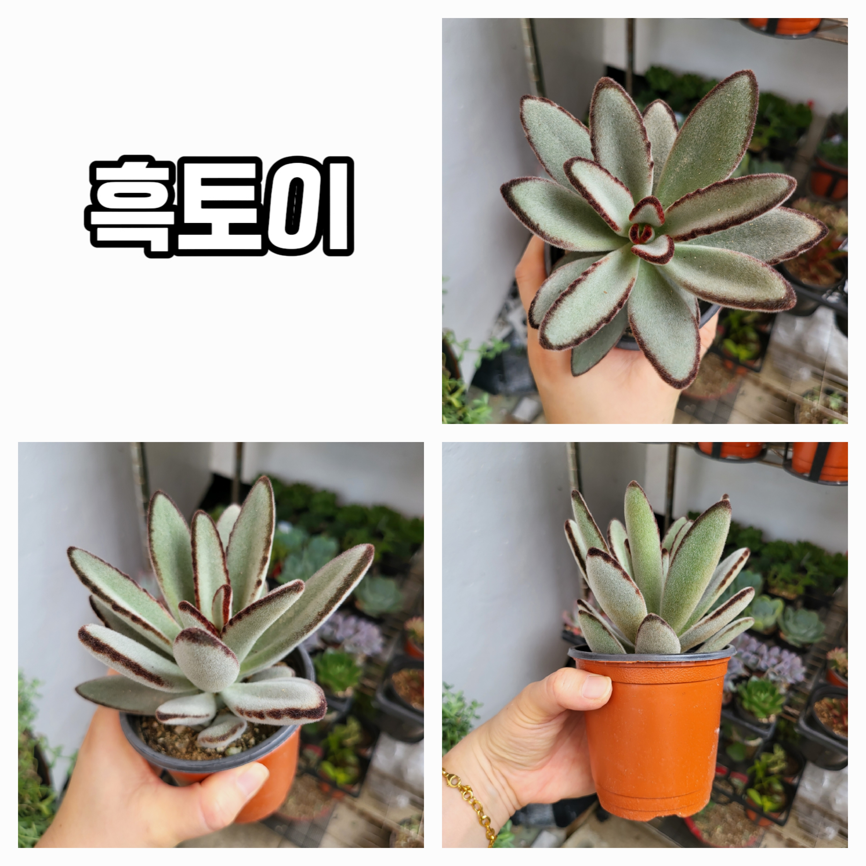 엉터리다육맘농원