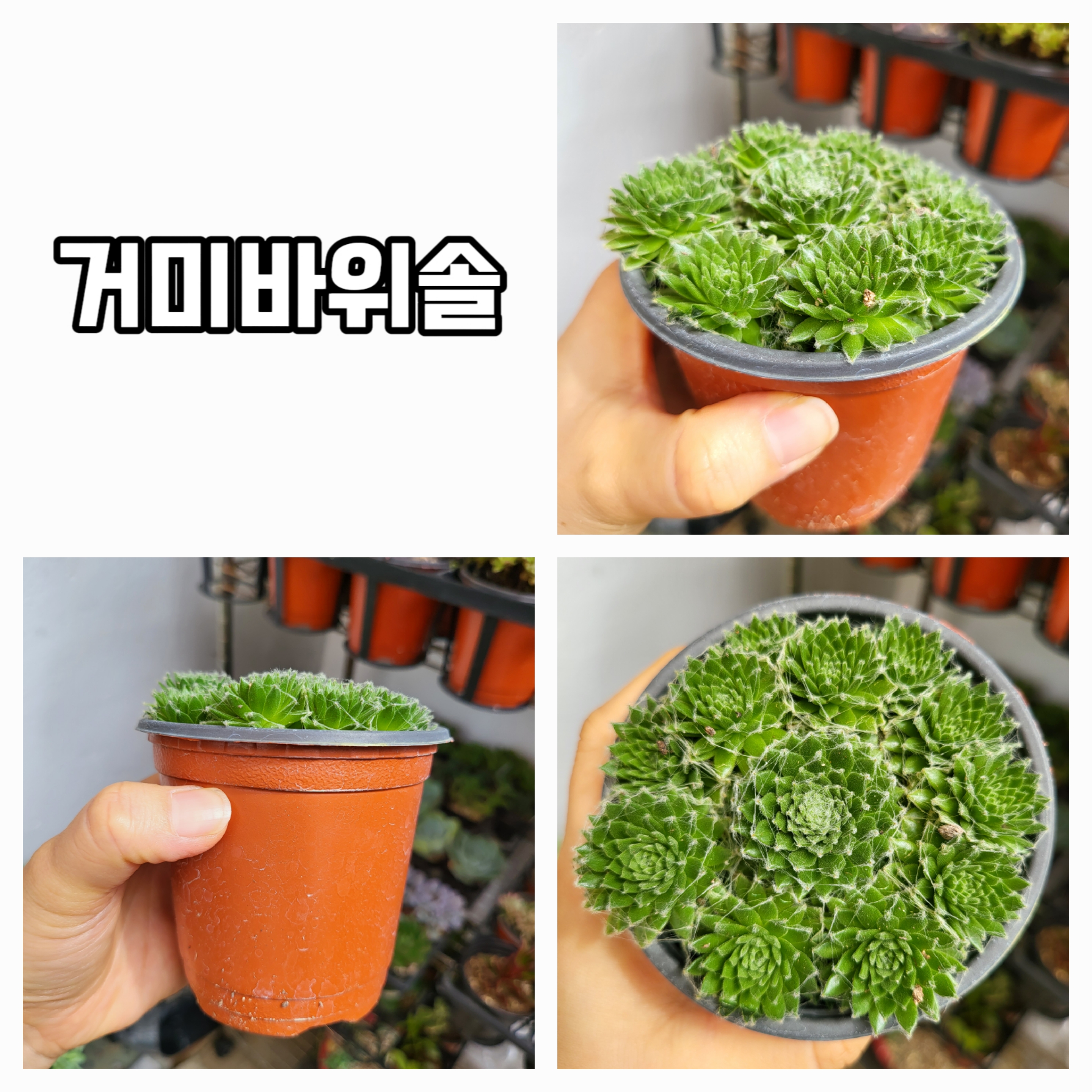 엉터리다육맘농원
