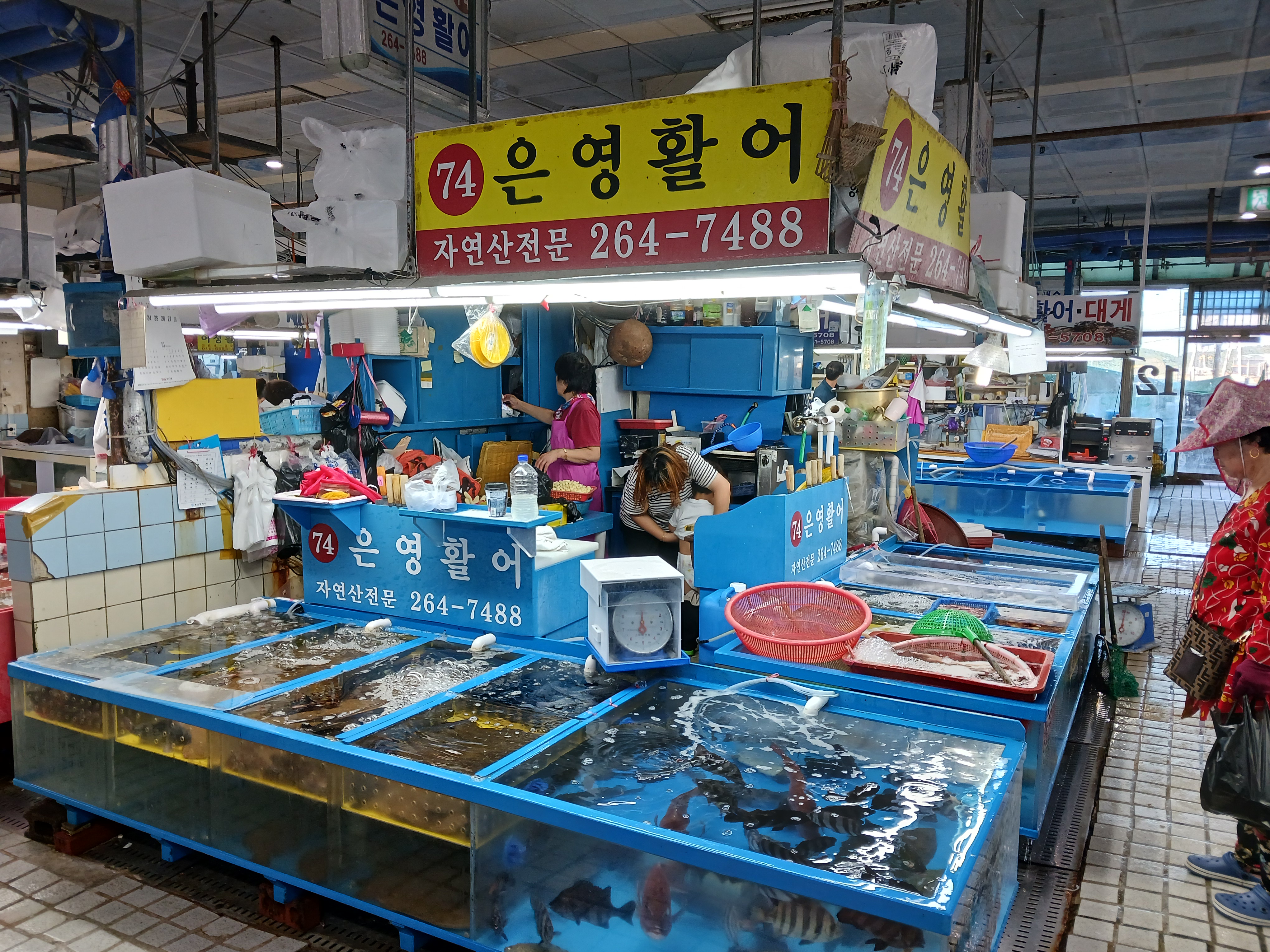 은영활어