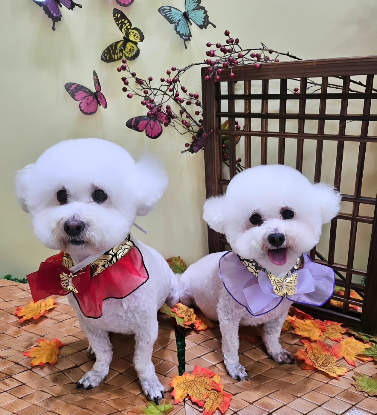 반짝이는그루밍하우스 대표 이미지