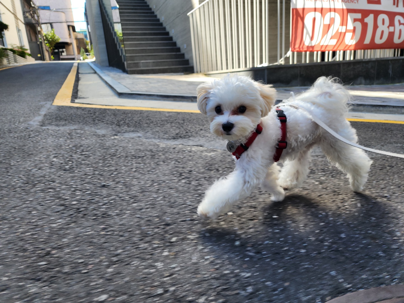 멍파 강아지유치원&애견호텔&애견미용 대표 이미지