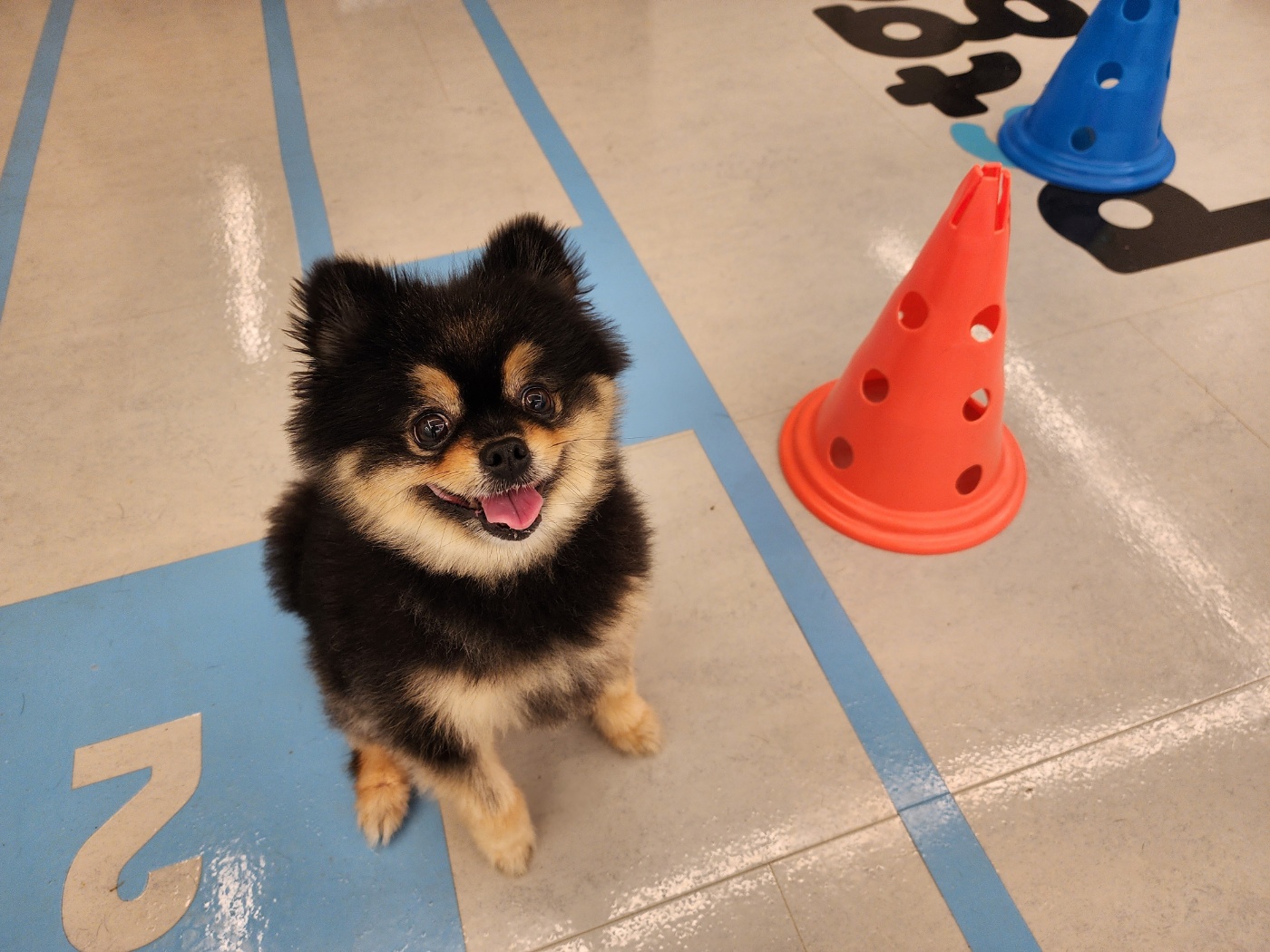 멍파 강아지유치원&애견호텔&애견미용 대표 이미지