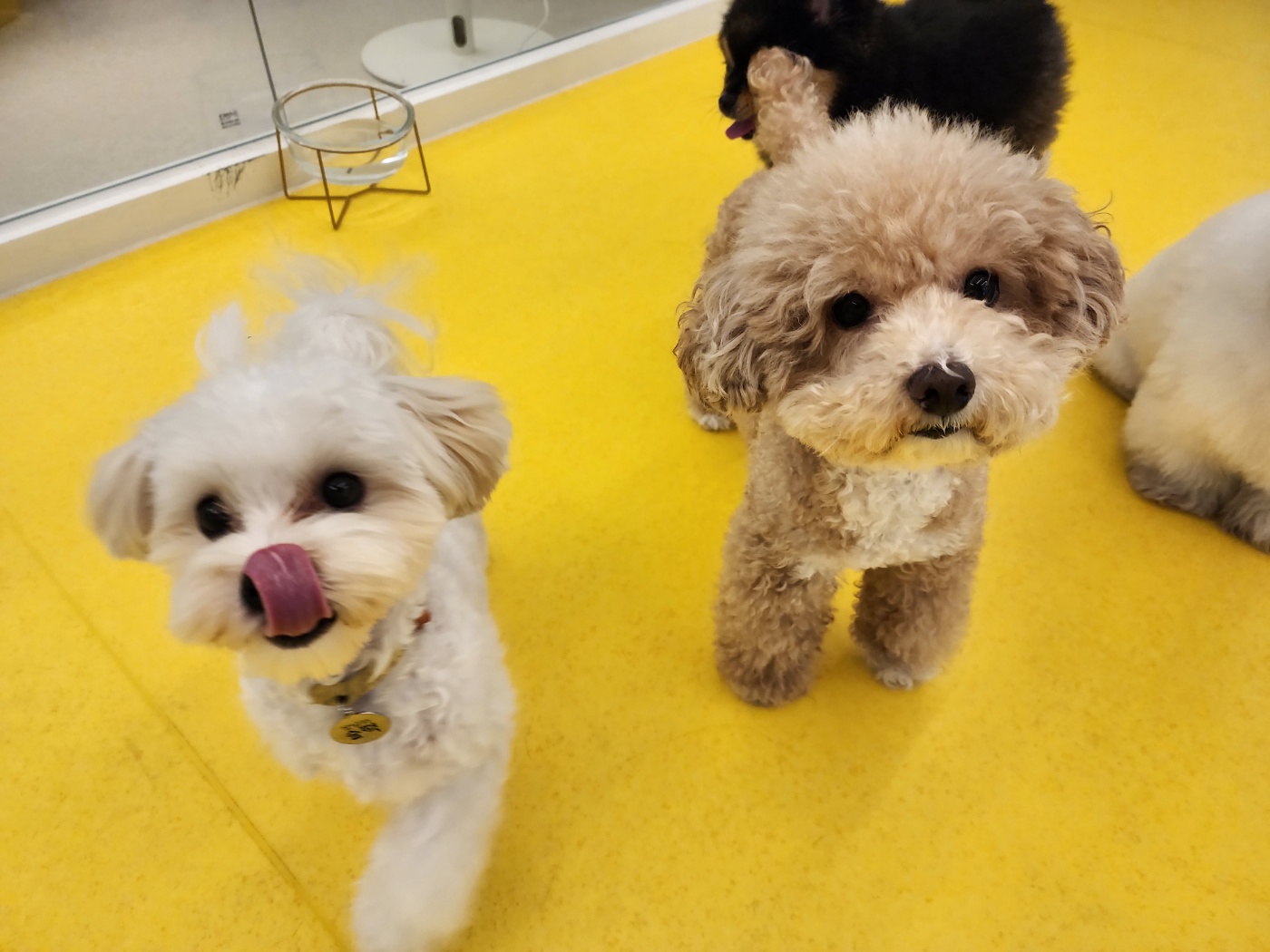 멍파 강아지유치원&애견호텔&애견미용 대표 이미지