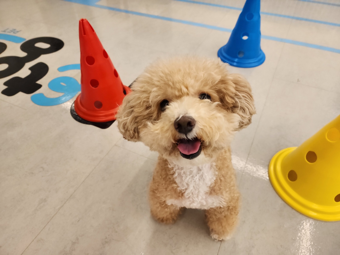 멍파 강아지유치원&애견호텔&애견미용 대표 이미지