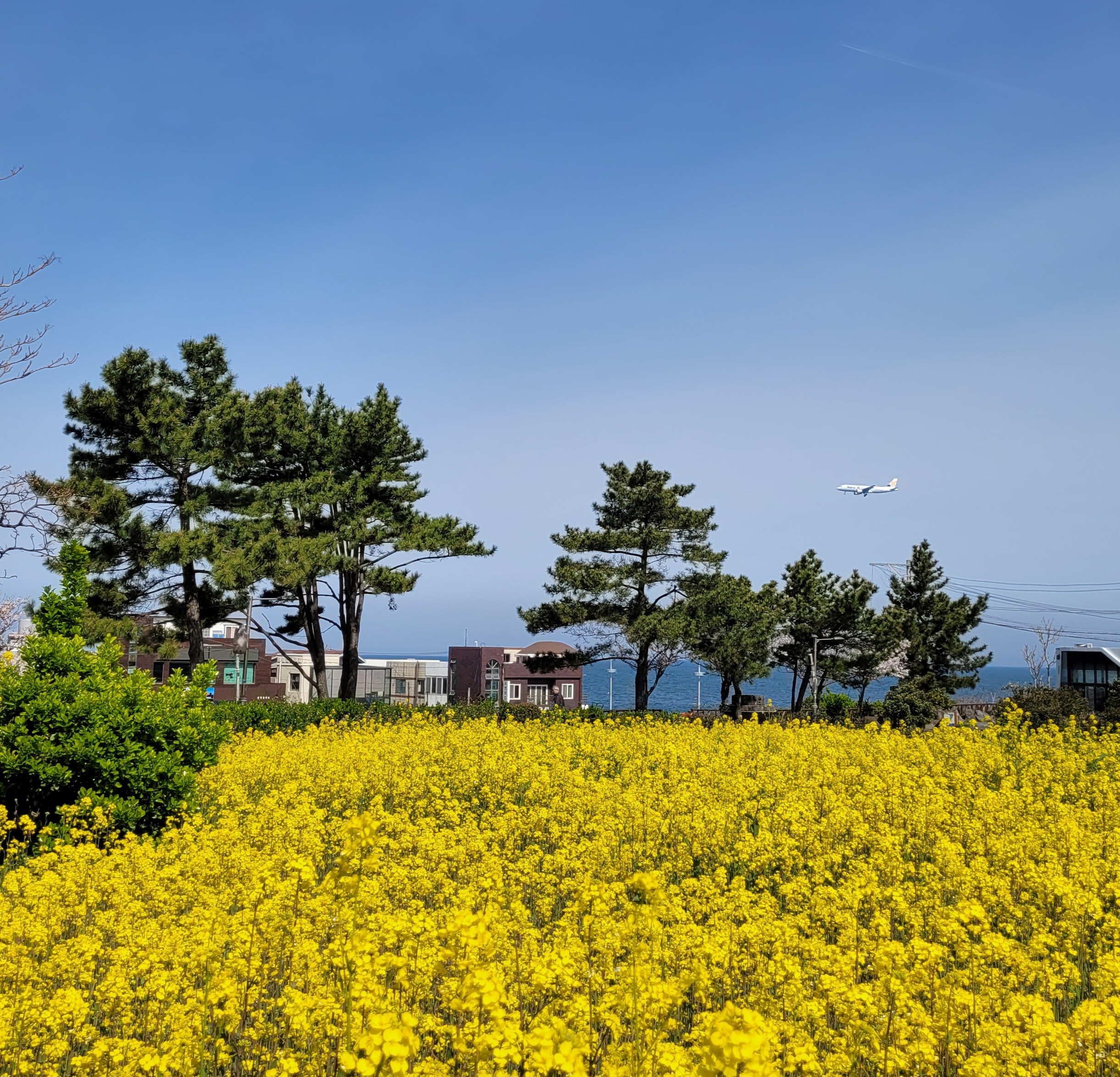 제주의별