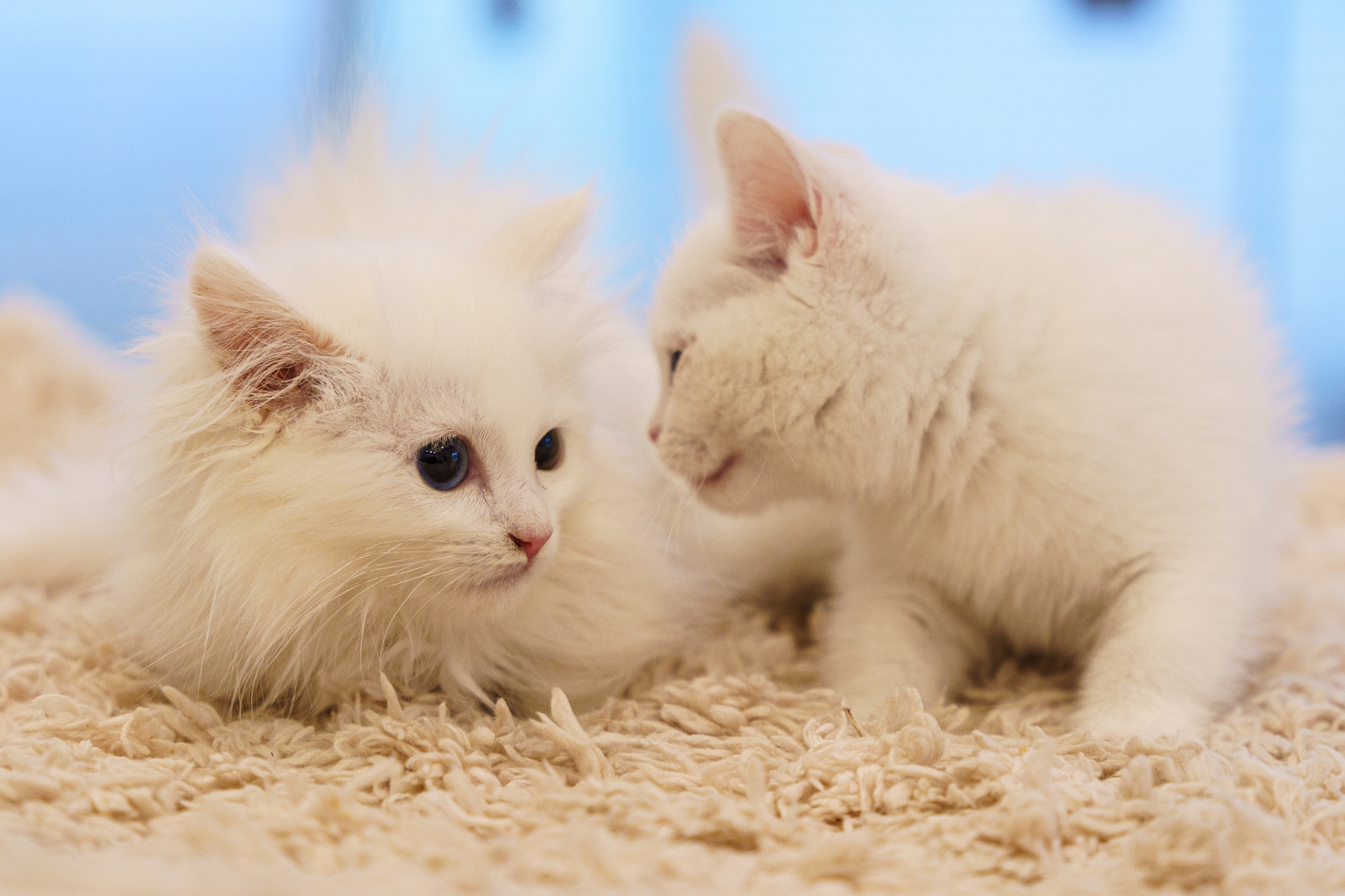 브로스펫 대표 이미지