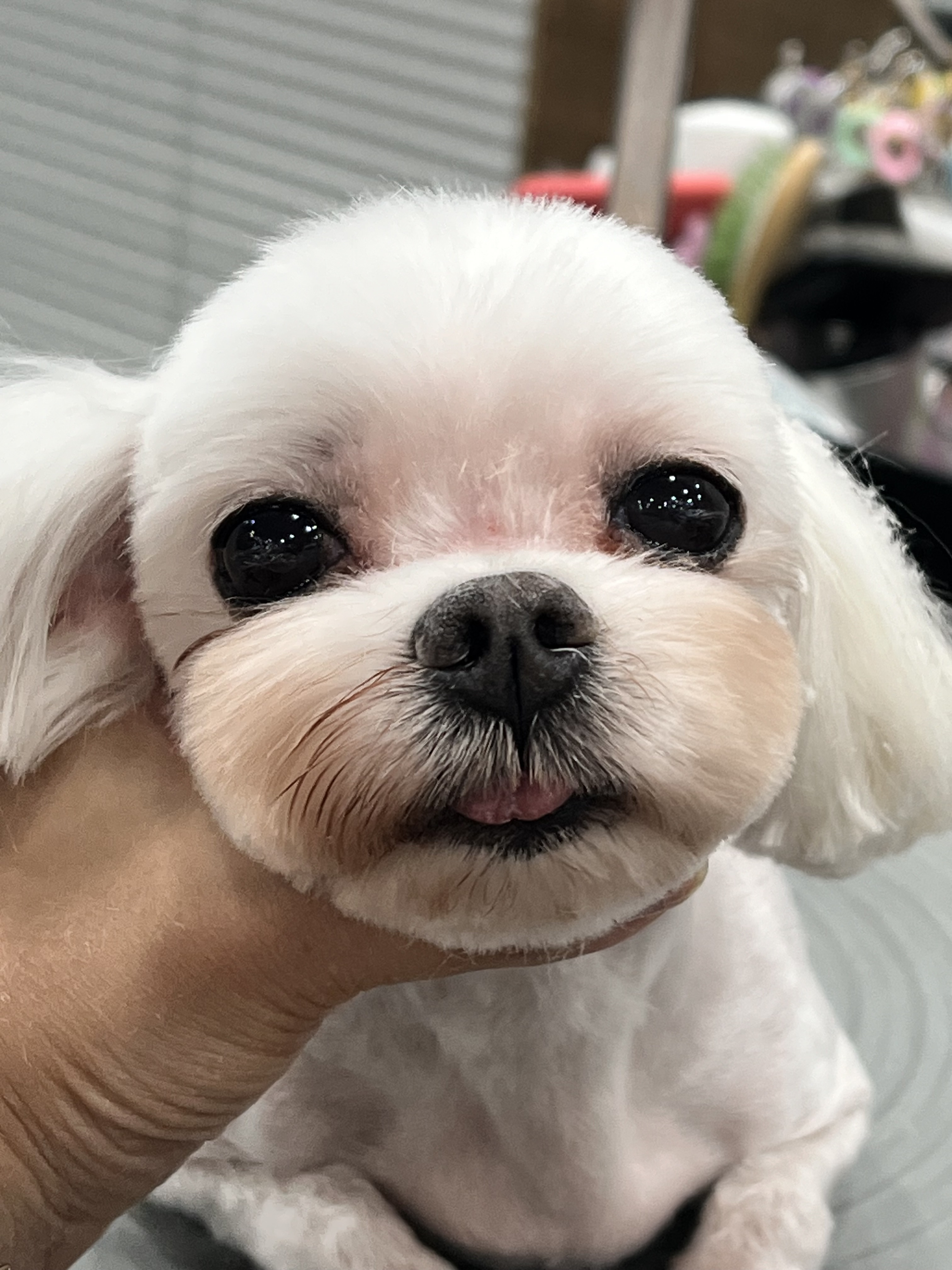 살롱꼬미S