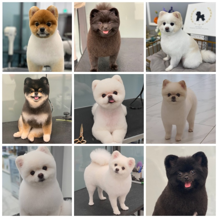 펫티끄 대표 이미지