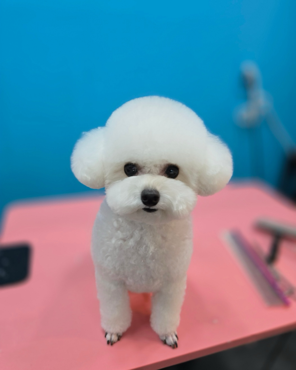 슈블리펫살롱