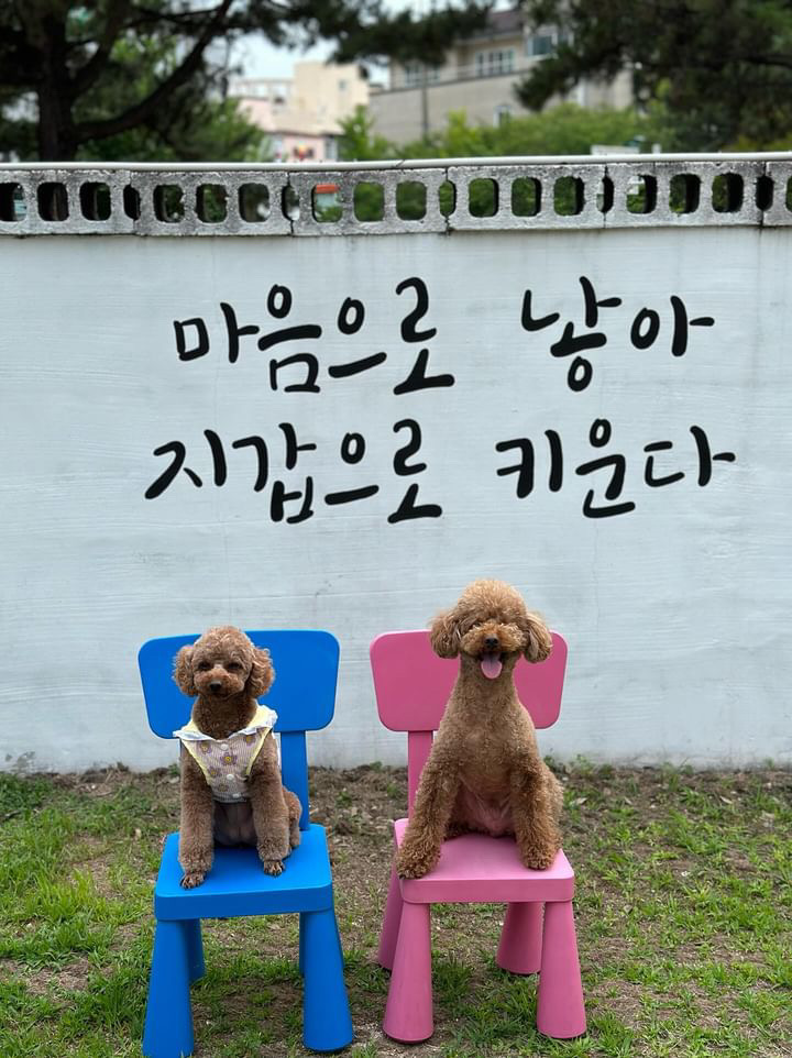 우미유펫카페 경상 애견카페