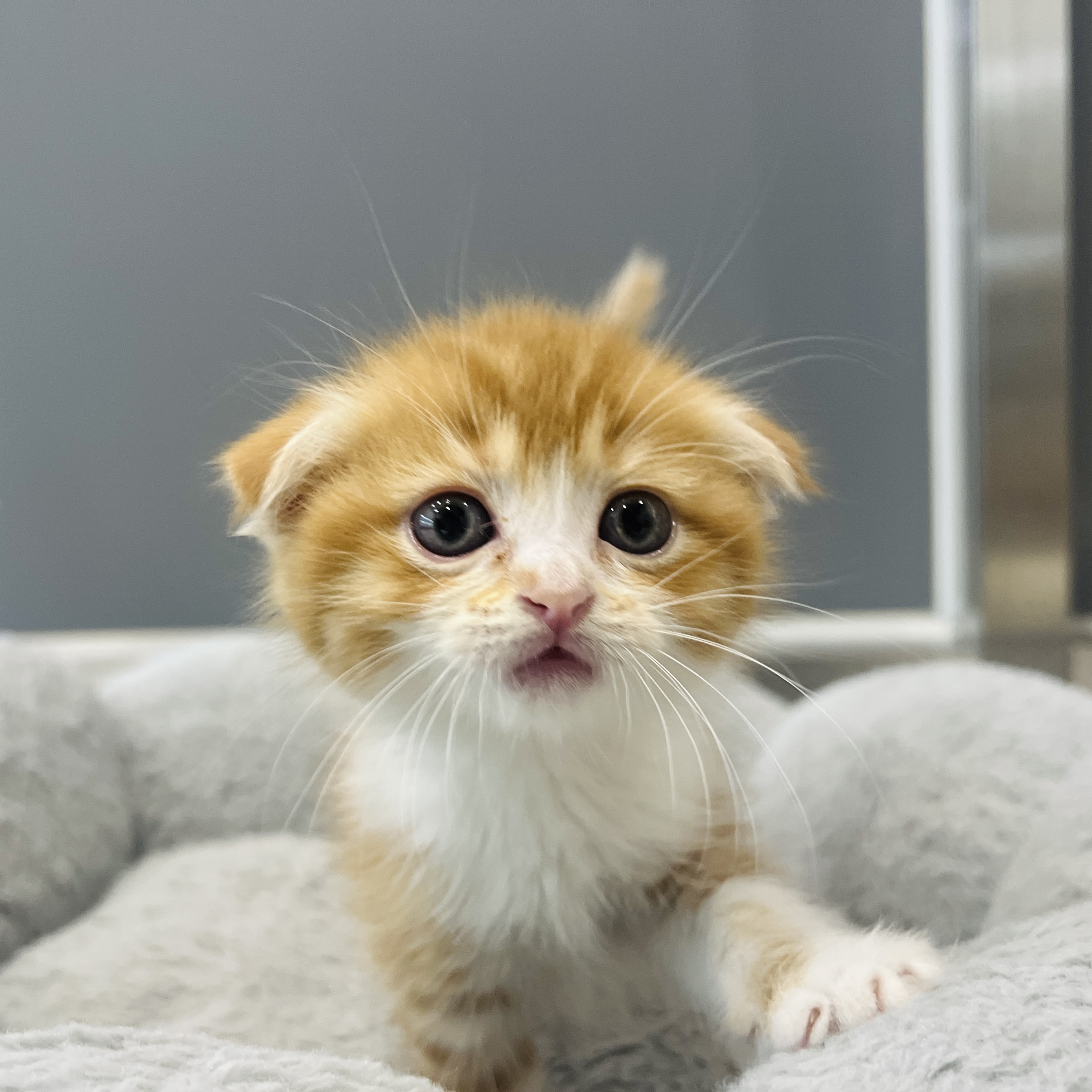 동행애견돌봄센터 김포점 대표 이미지